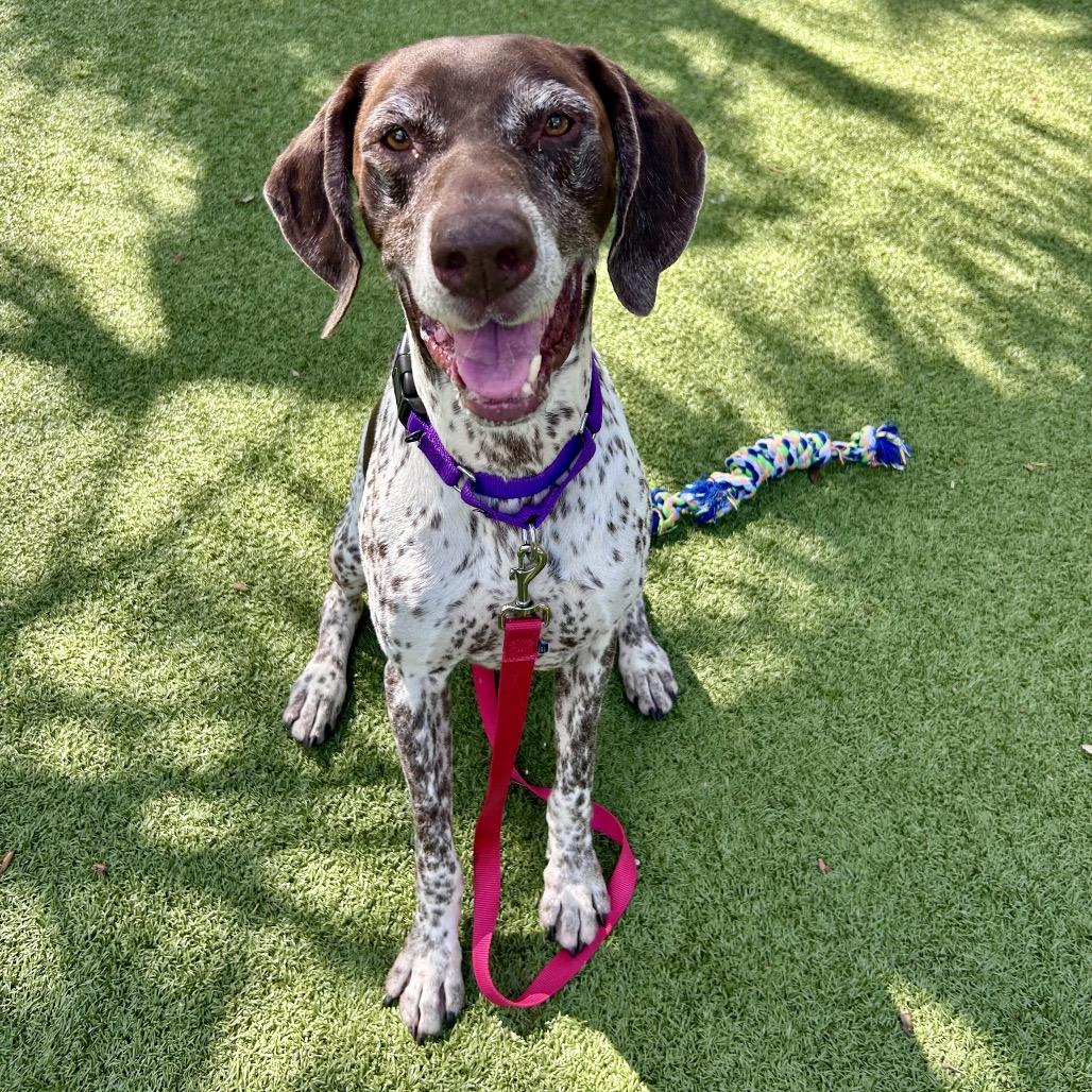 Enlarge Willy, a Adoptable Mixed Breed in Sarasota, FL image 3/6