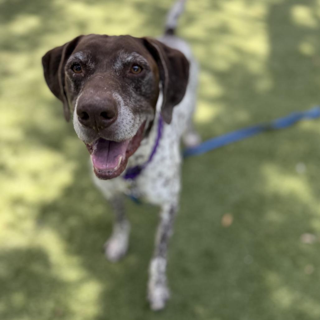 Enlarge Willy, a Adoptable Mixed Breed in Sarasota, FL image 4/6