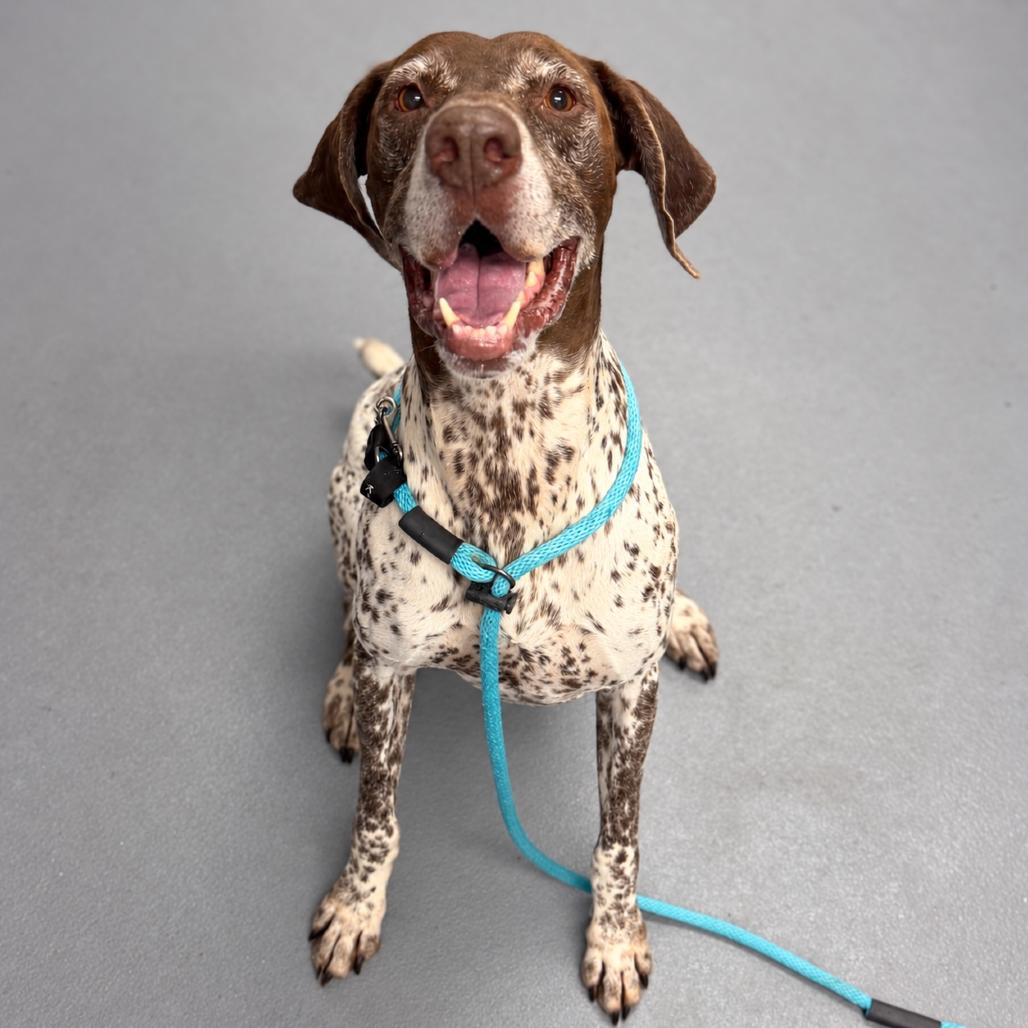 Enlarge Willy, a Adoptable Mixed Breed in Sarasota, FL image 5/6