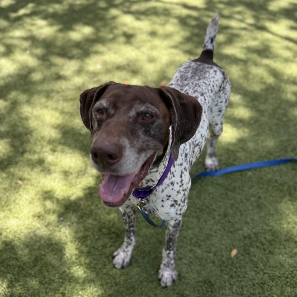 Enlarge Willy, a Adoptable Mixed Breed in Sarasota, FL image 6/6