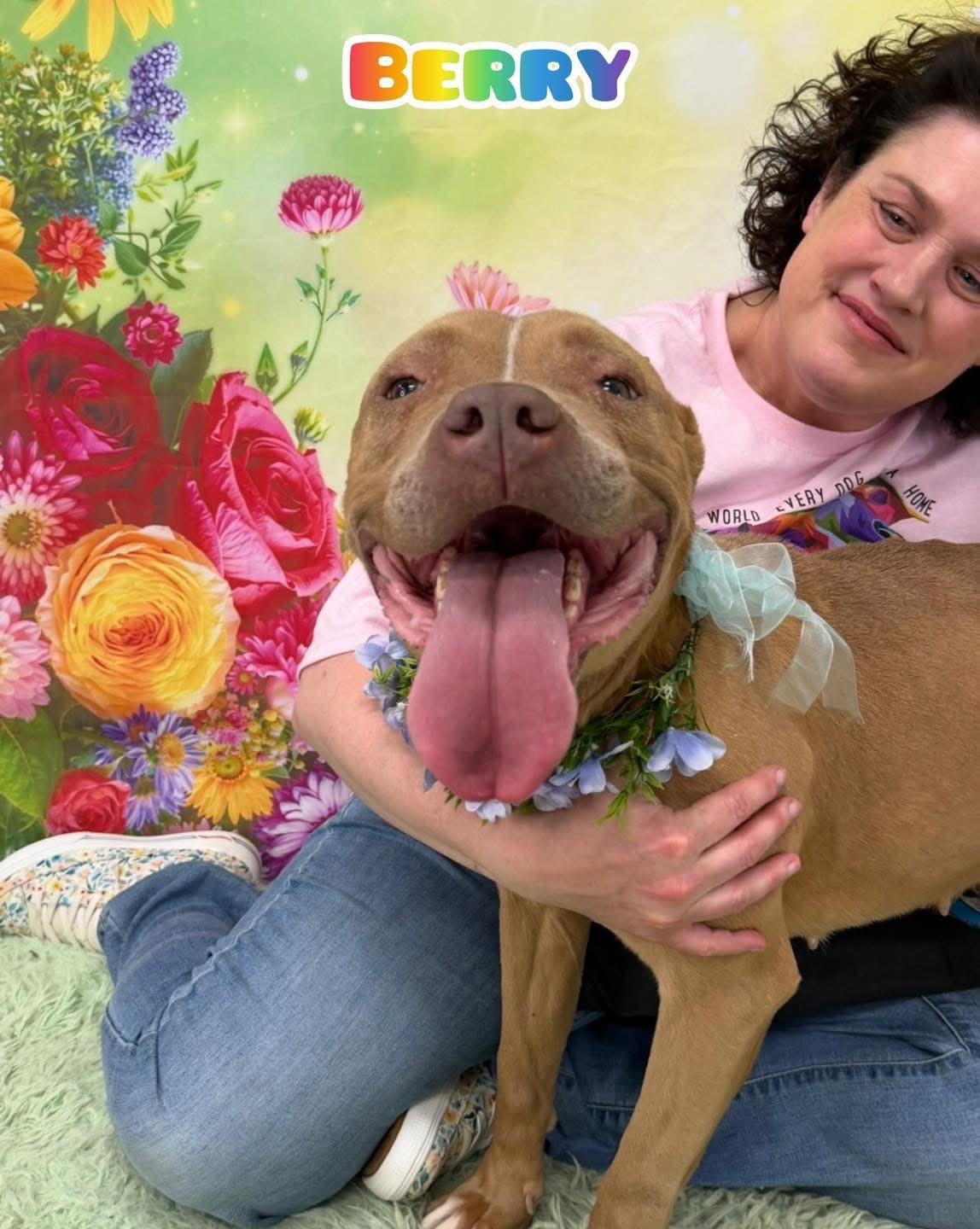 Berry, ADOPTABLE, Senior Female Mixed Breed.