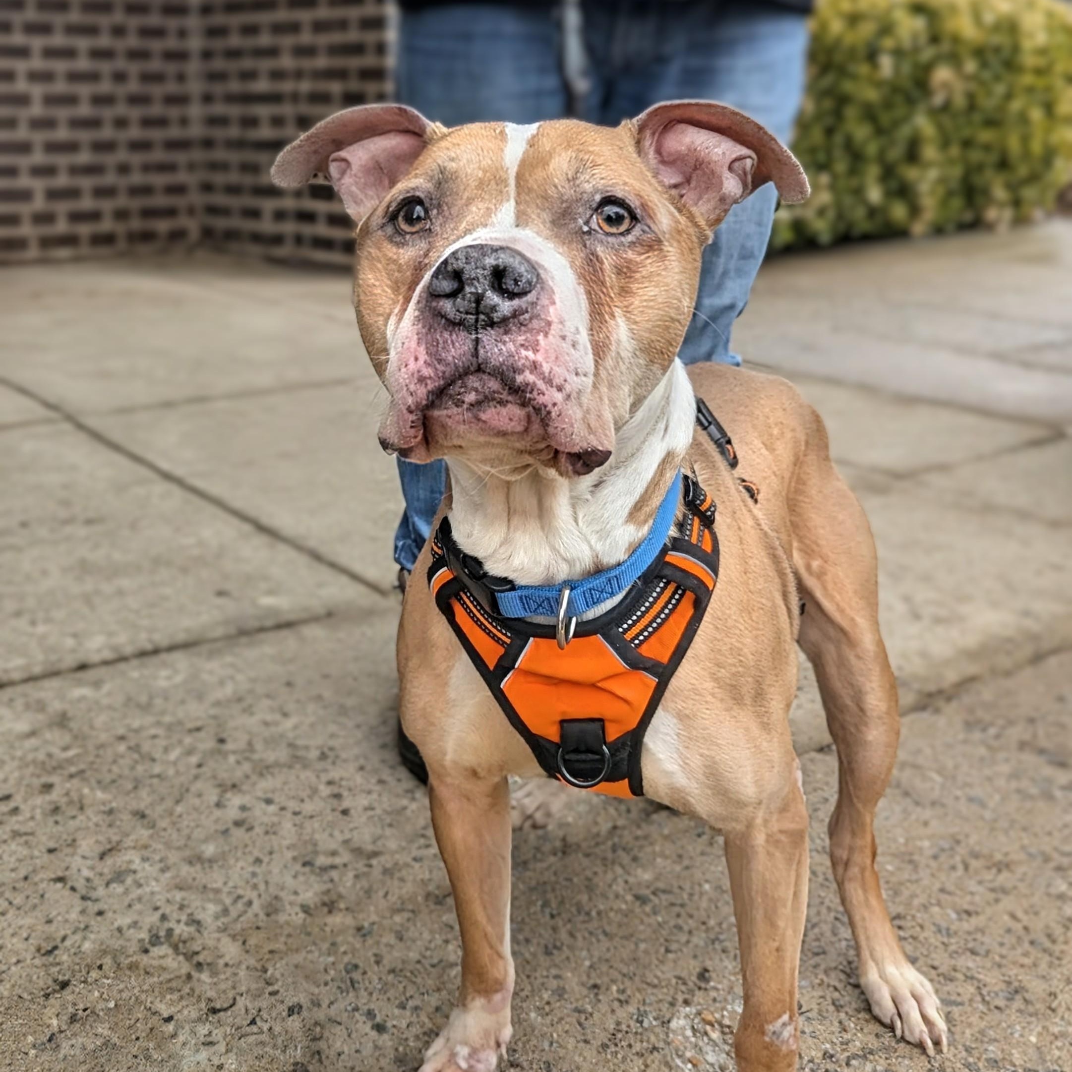 Enlarge Rusty, a Adoptable mixed breed in Alexandria, VA image 3/4