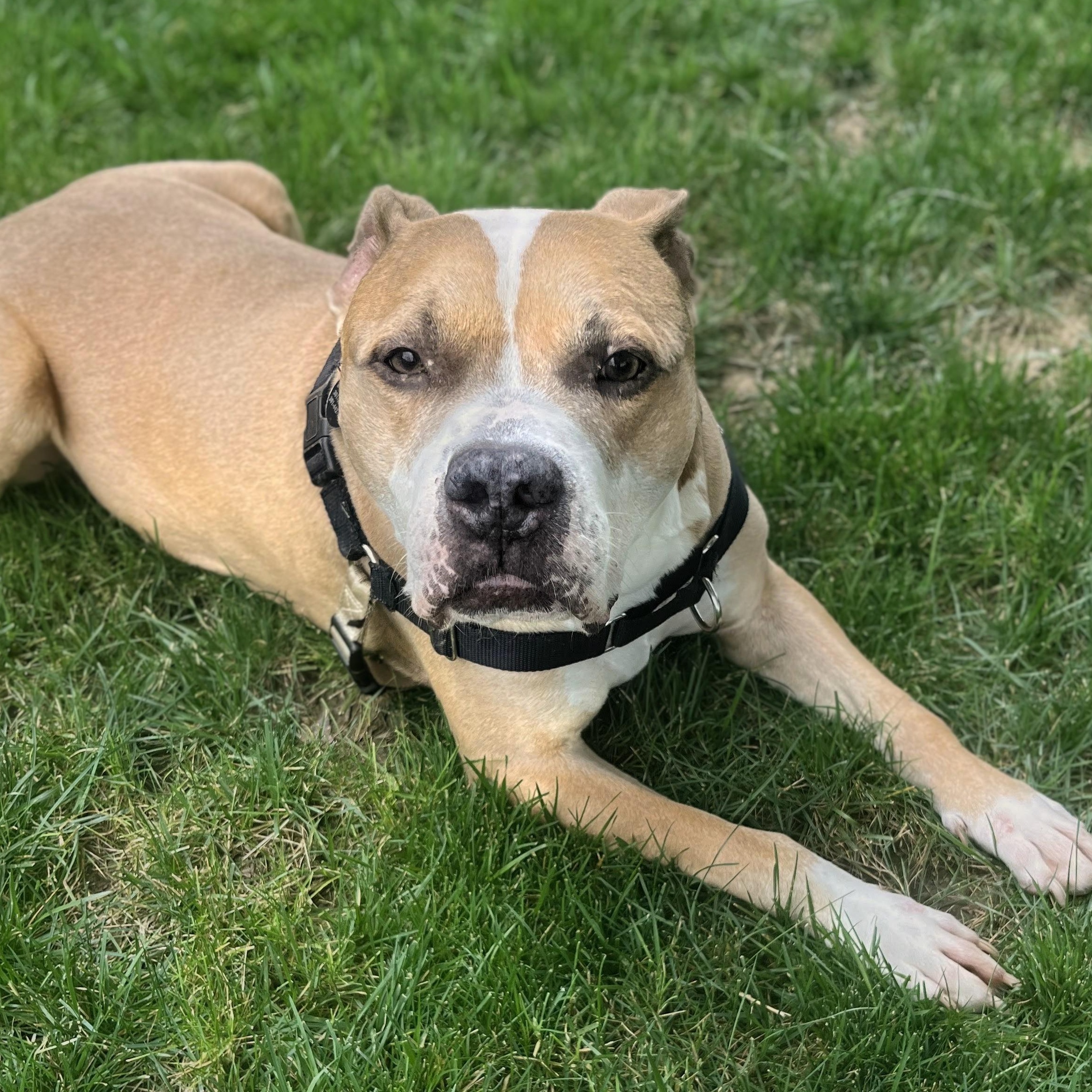 Enlarge Rusty, a Adoptable mixed breed in Alexandria, VA image 2/4
