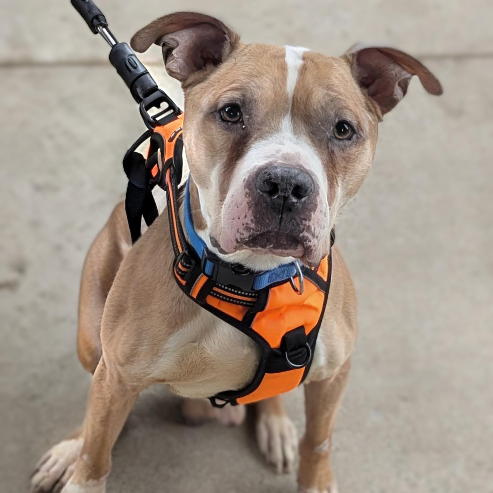 Rusty, Adoptable, Adult Male Pit Bull Terrier.