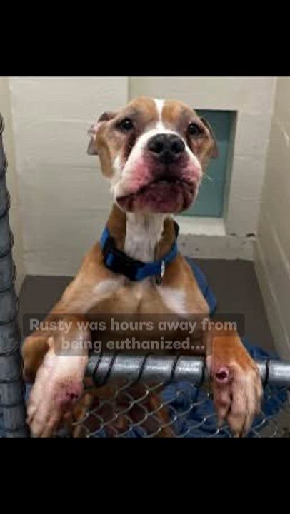 Enlarge Rusty, a Adoptable mixed breed in Alexandria, VA video 4/4