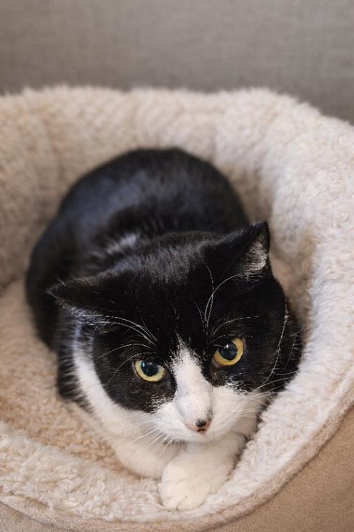Enlarge Quartz, a Adoptable Domestic Short Hair in Fort Collins, CO image 1/1