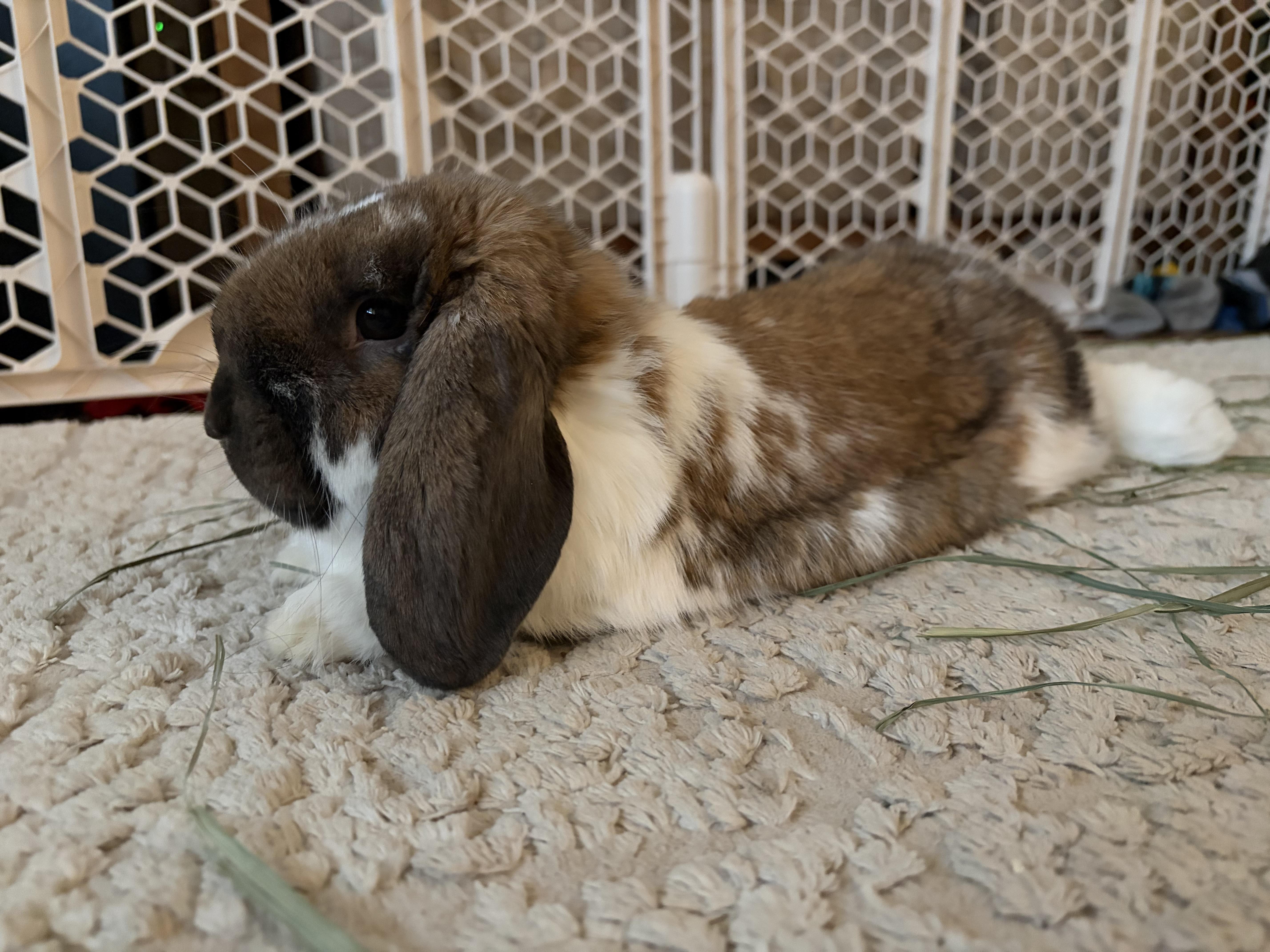 Enlarge Liam, an adopted Mini Lop in Coralville, IA image 2/6
