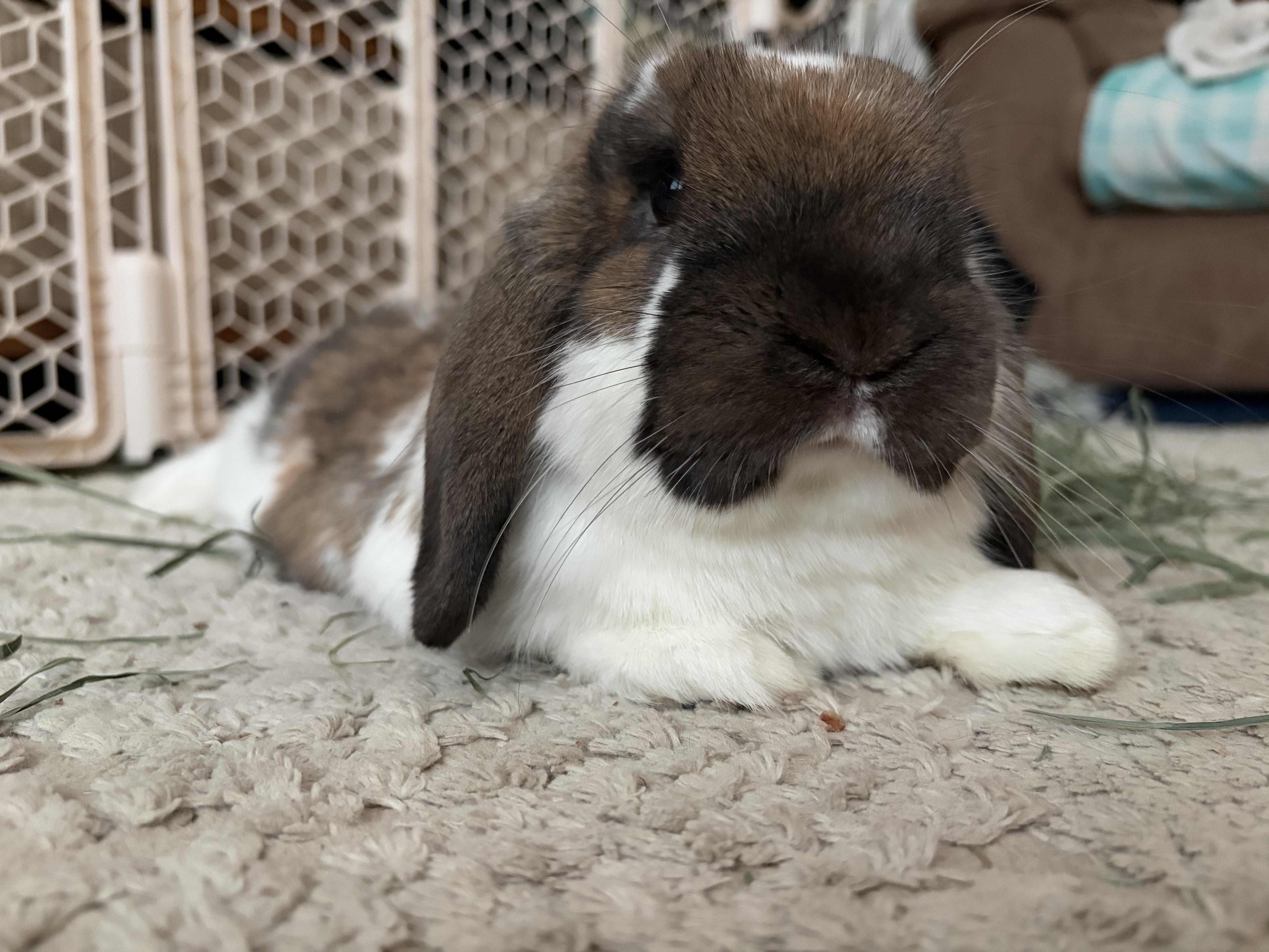 Enlarge Liam, an adopted Mini Lop in Coralville, IA image 5/6
