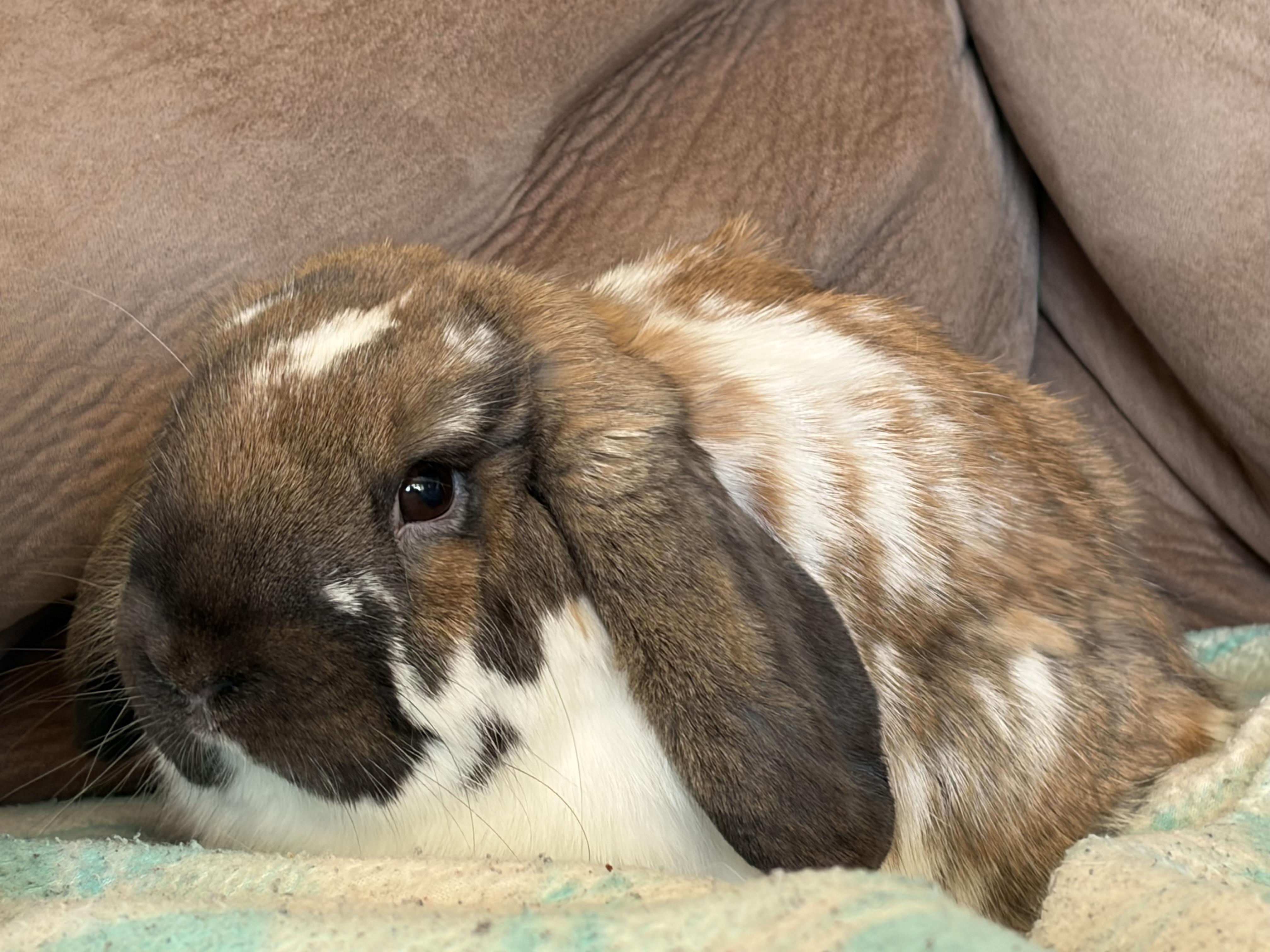 Liam, adopted, Young Male Mini Lop.