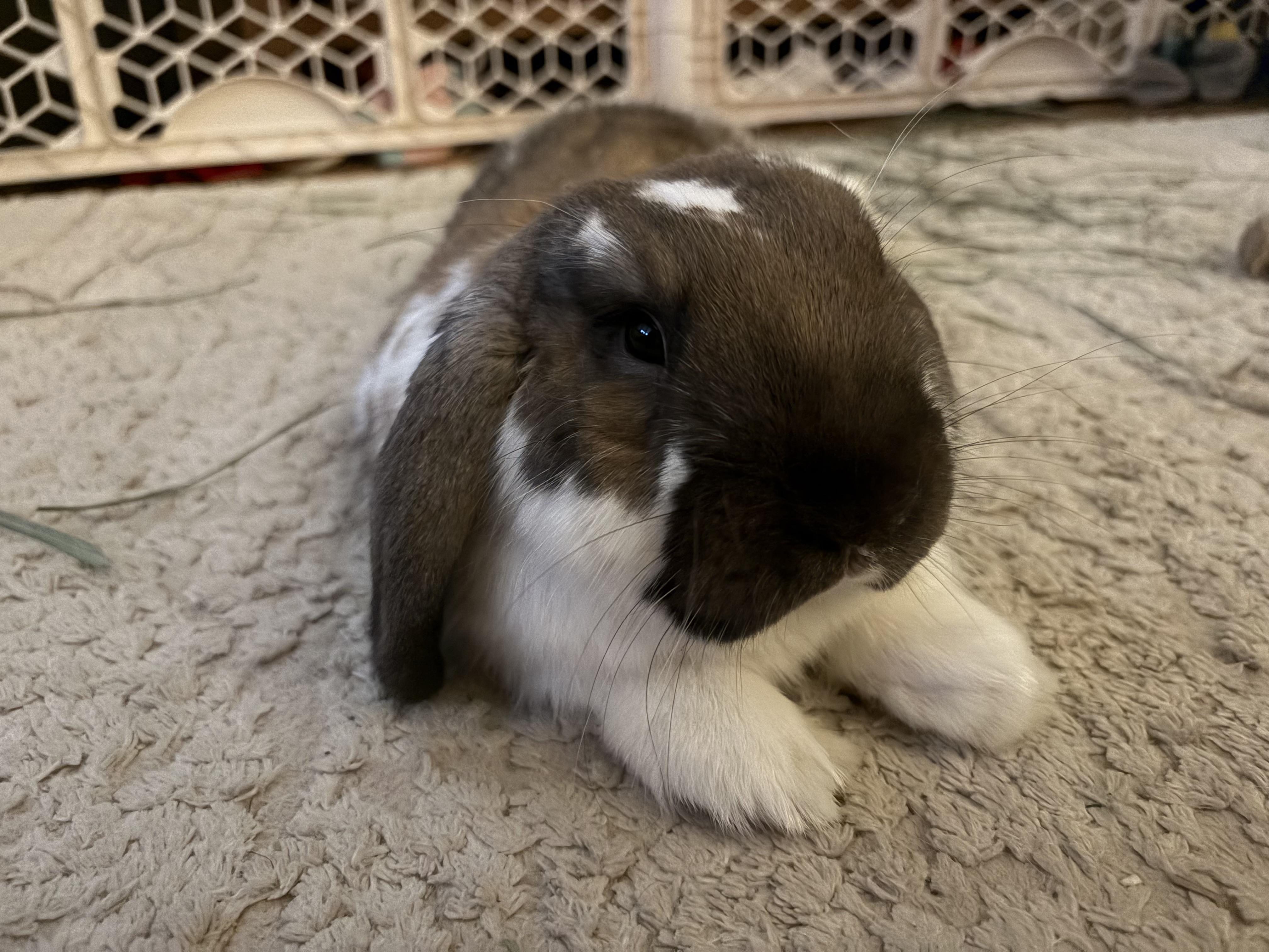 Enlarge Liam, an adopted Mini Lop in Coralville, IA image 4/6