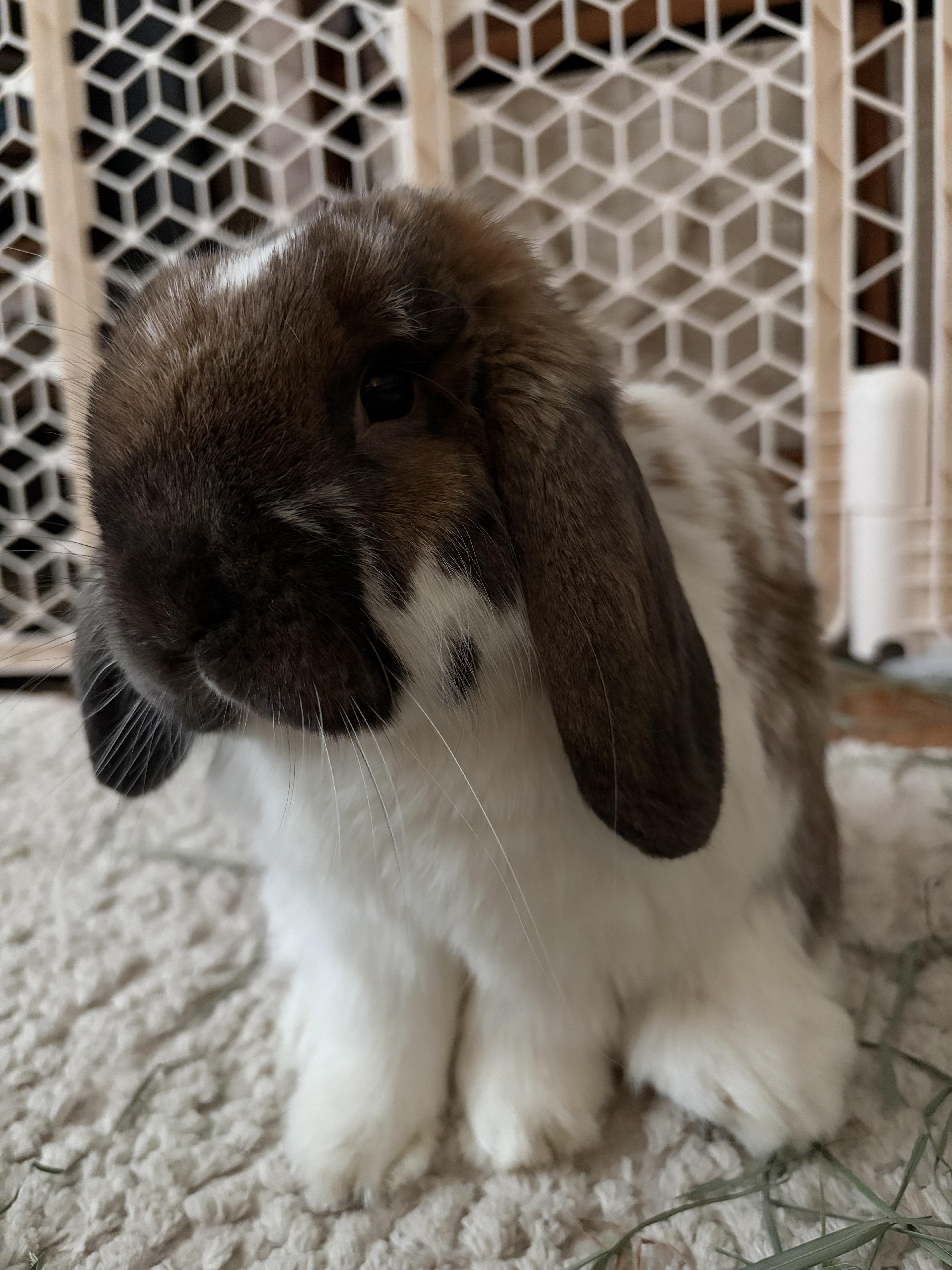 Enlarge Liam, an adopted Mini Lop in Coralville, IA image 3/6