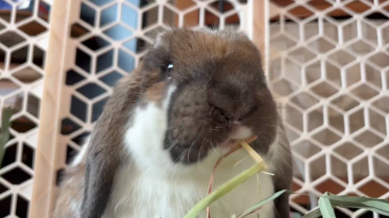 Enlarge Liam, an adopted Mini Lop in Coralville, IA video 6/6