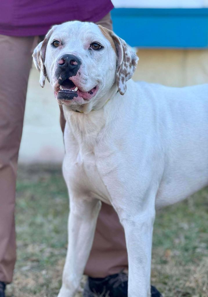 Copper, Adoptable, Young Male Mixed Breed.
