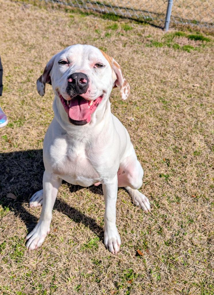 Copper, a Adoptable mixed breed in Kingsland, GA image 3/5