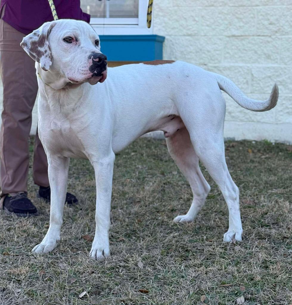 Copper, a Adoptable mixed breed in Kingsland, GA image 4/5