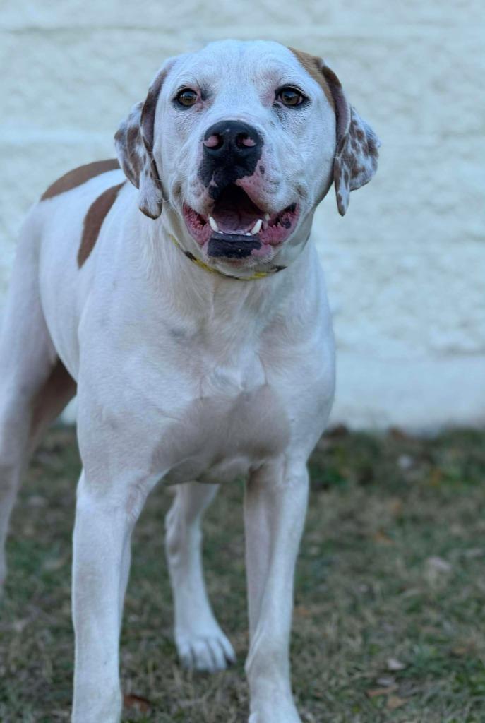 Copper, a Adoptable mixed breed in Kingsland, GA image 5/5