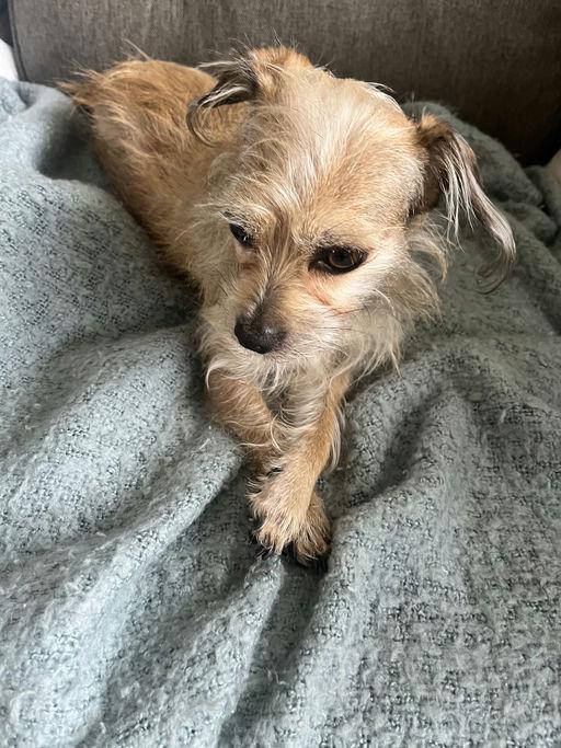 Enlarge Duffie, an adopted Terrier in Los Angeles, CA image 5/5