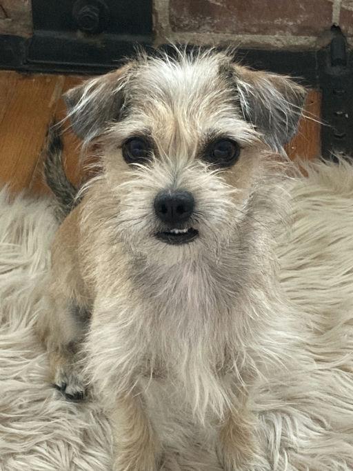 Enlarge Duffie, an adopted Terrier in Los Angeles, CA image 4/5