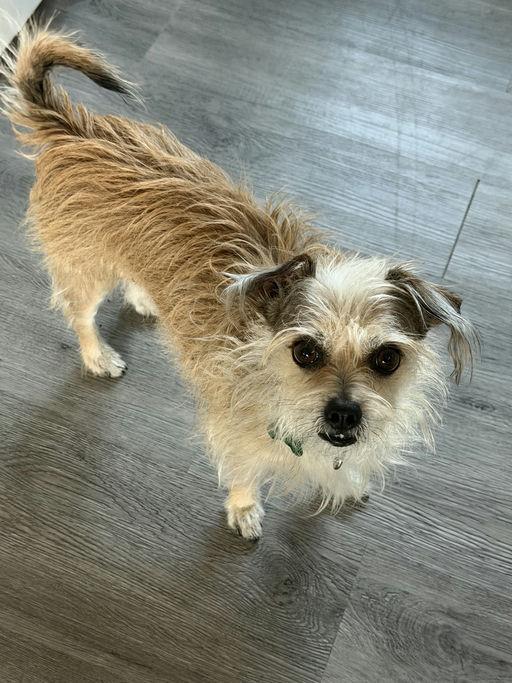 Enlarge Duffie, an adopted Terrier in Los Angeles, CA image 3/5