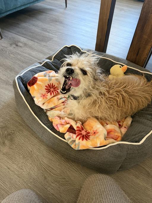 Enlarge Duffie, an adopted Terrier in Los Angeles, CA image 2/5