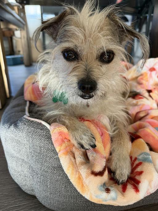 Enlarge Duffie, an adopted Terrier in Los Angeles, CA image 1/5