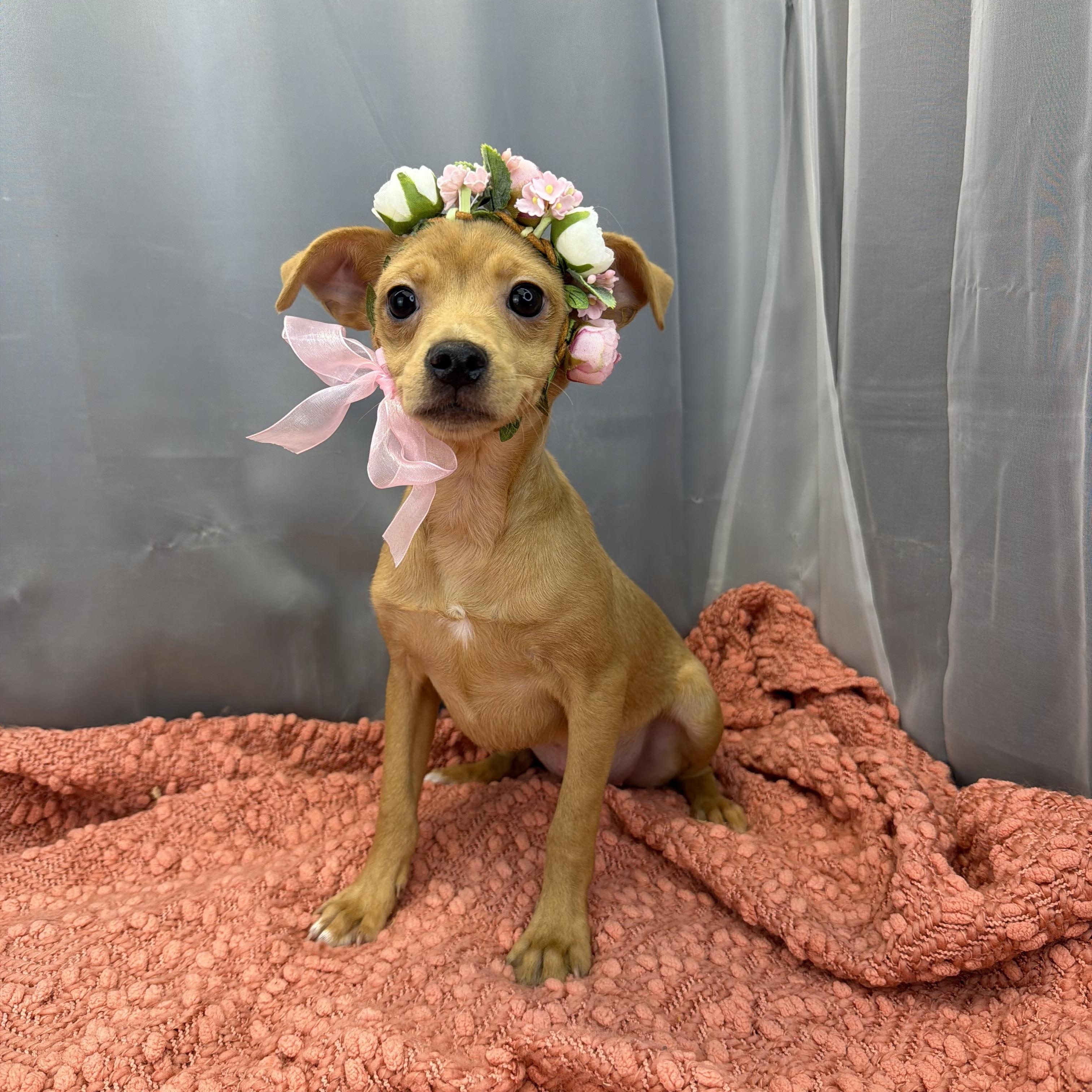 Sausage Roll, a ADOPTABLE Chihuahua in Hartford, CT image 4/6