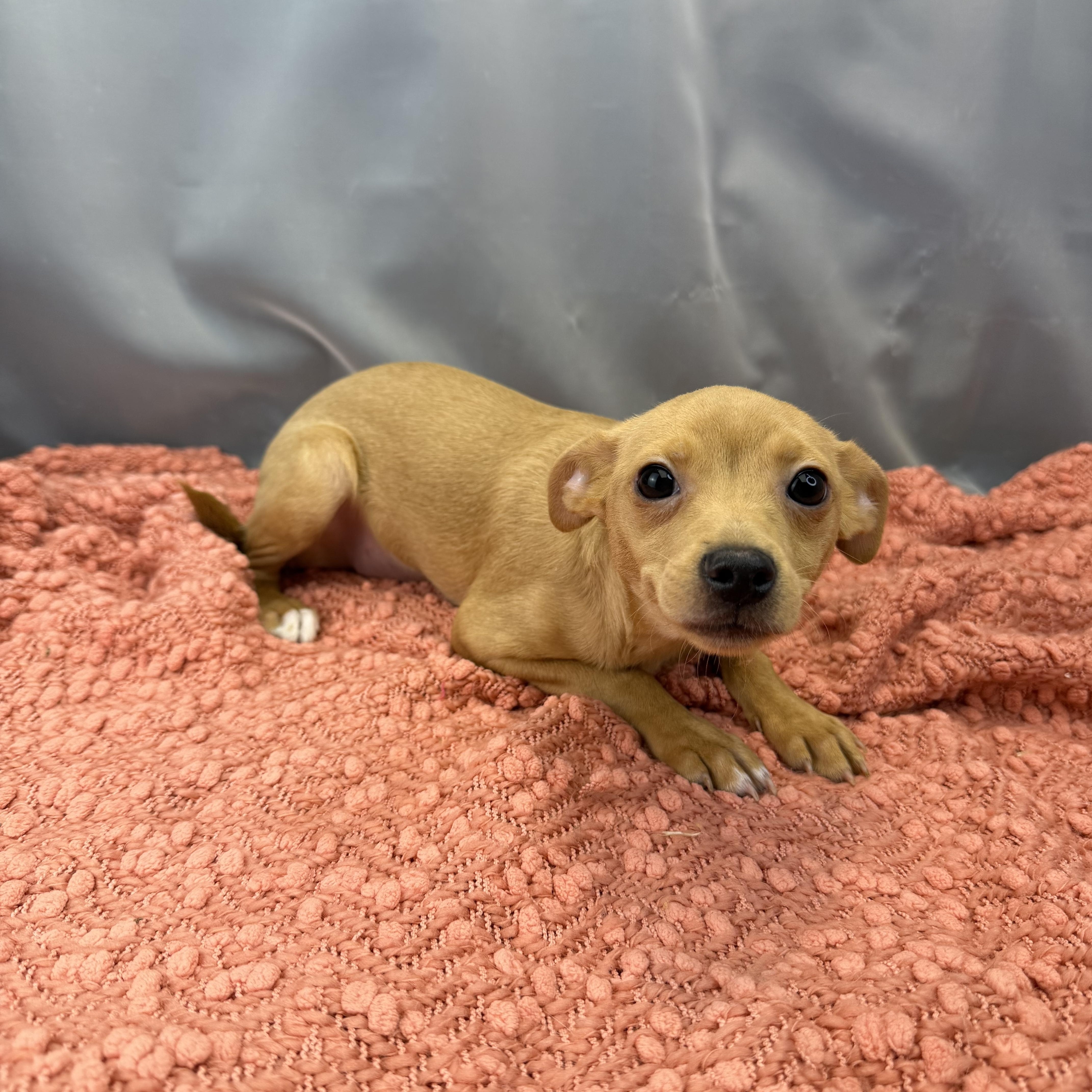 Sausage Roll, a ADOPTABLE Chihuahua in Hartford, CT image 2/6