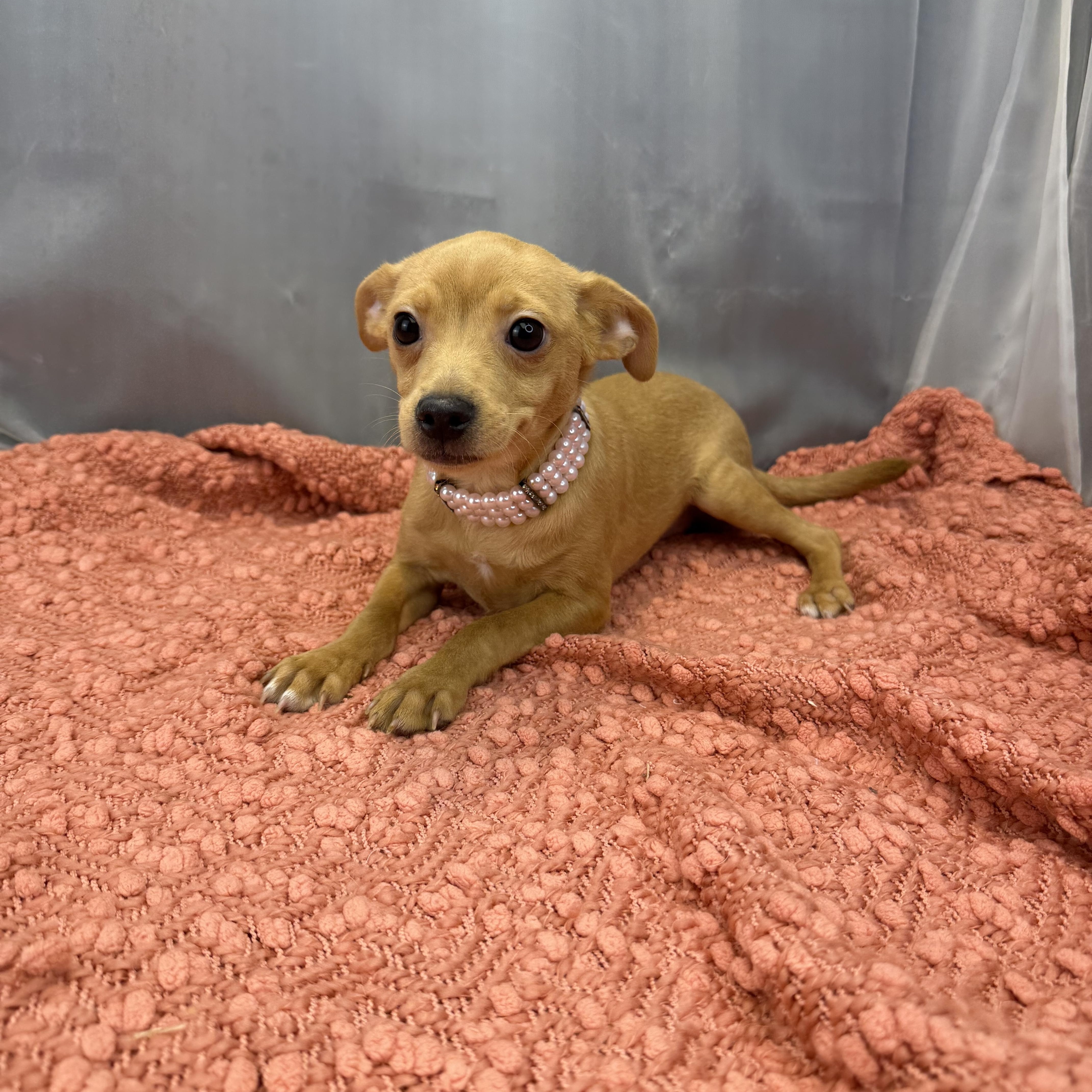 Sausage Roll, a ADOPTABLE Chihuahua in Hartford, CT image 6/6