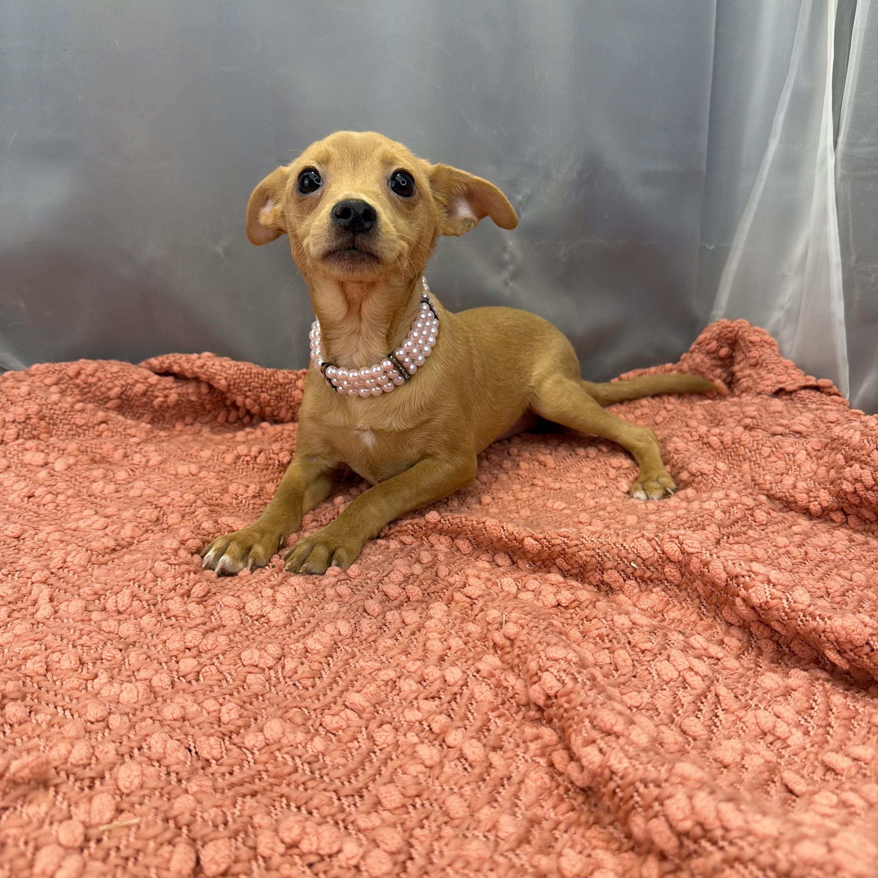 Sausage Roll, a ADOPTABLE Chihuahua in Hartford, CT image 3/6