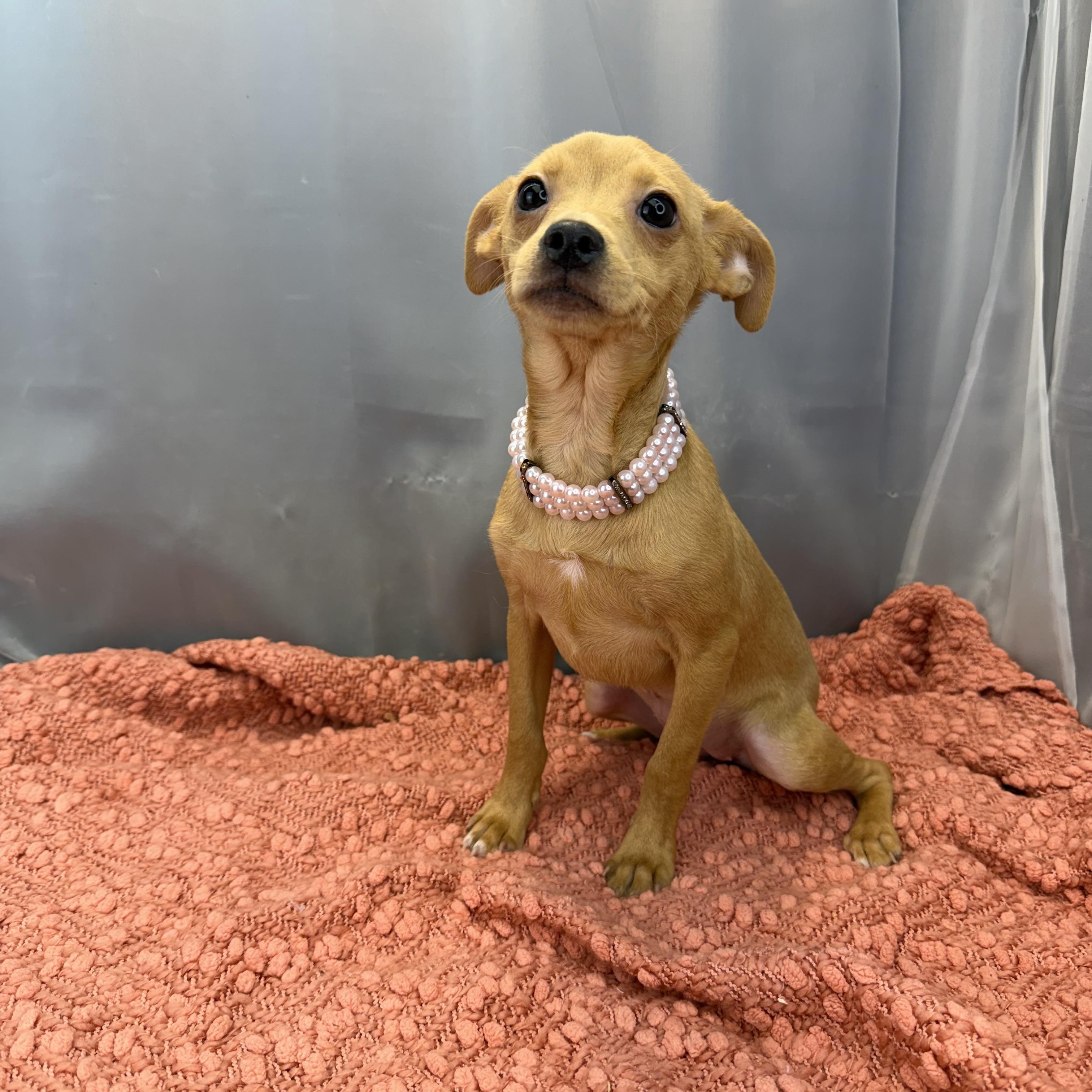Sausage Roll, a ADOPTABLE Chihuahua in Hartford, CT image 5/6