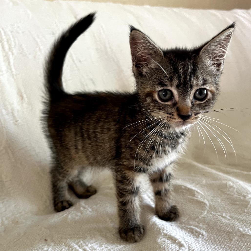 Enlarge Lightning, a ADOPTABLE Domestic Short Hair in Parkland, FL image 2/2