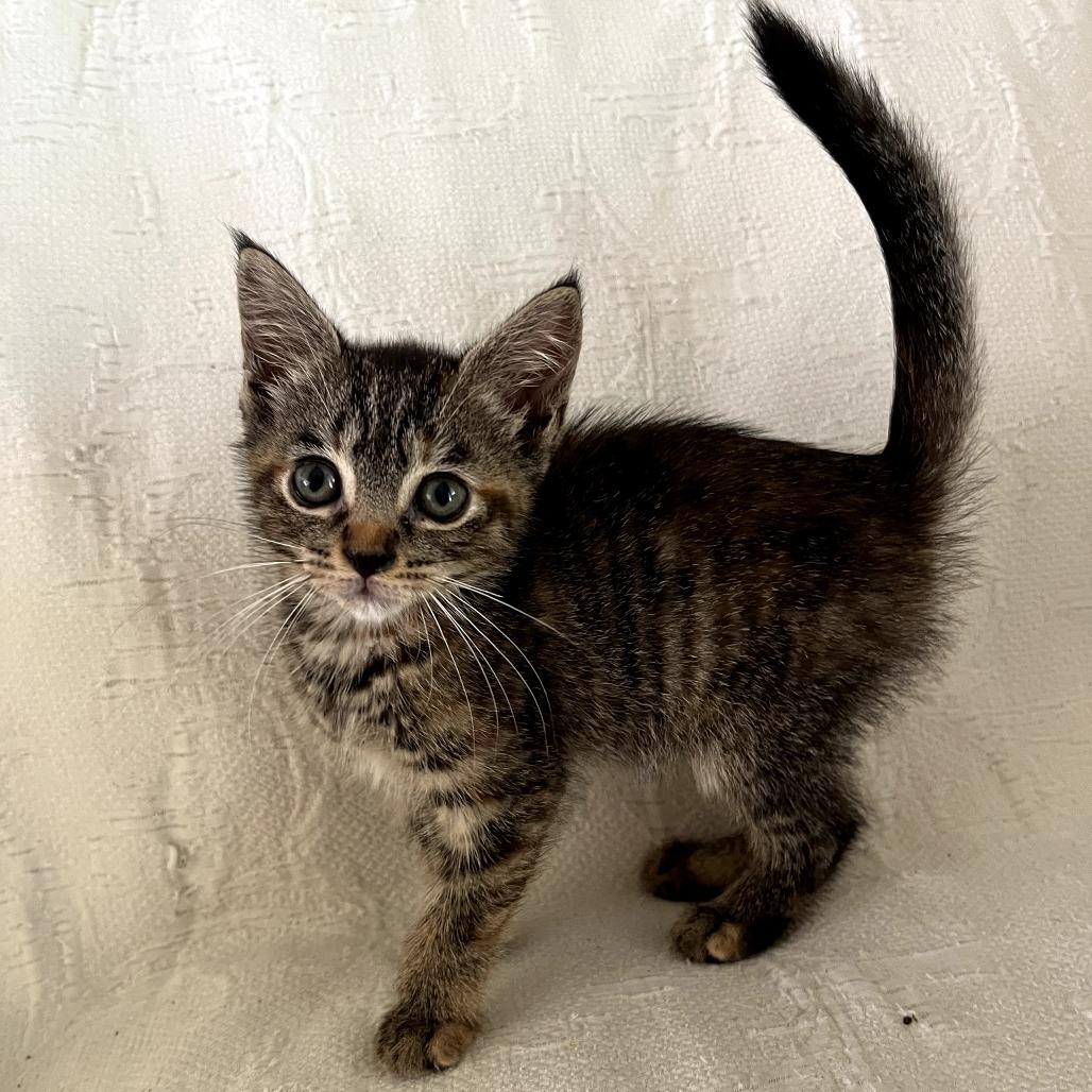 Lightning, ADOPTABLE, Young Female Domestic Short Hair.