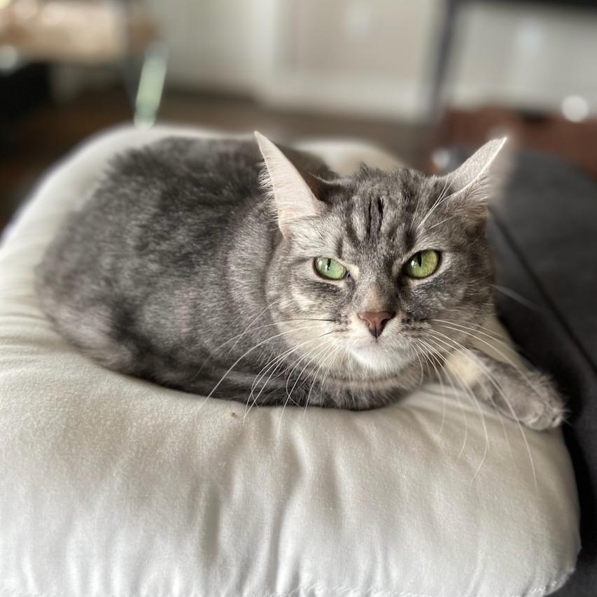 Enlarge Tigger, a Adoptable Domestic Short Hair in Smithville, TN image 1/2