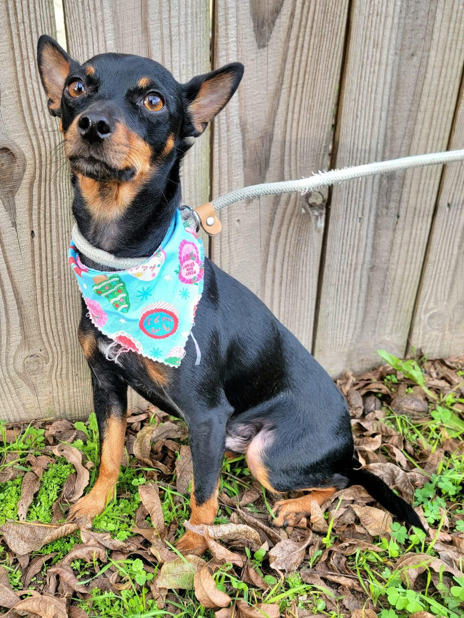 Enlarge Chupie , a ADOPTABLE mixed breed in Mendham, NJ image 1/3