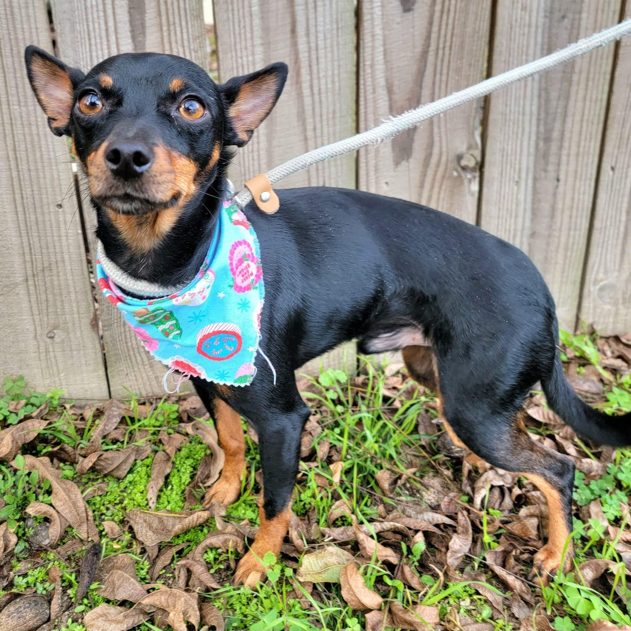 Enlarge Chupie , a ADOPTABLE mixed breed in Mendham, NJ image 2/3