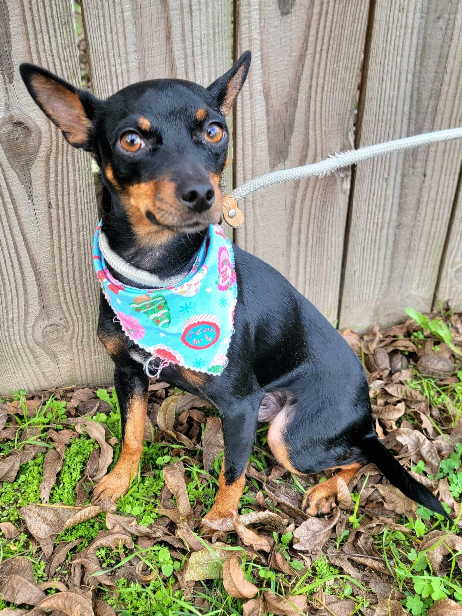 Enlarge Chupie , a ADOPTABLE mixed breed in Mendham, NJ image 3/3