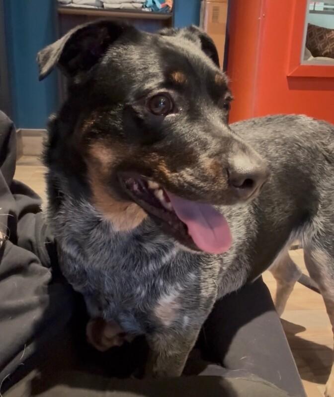 Jake, Adoptable, Adult Male Mixed Breed.