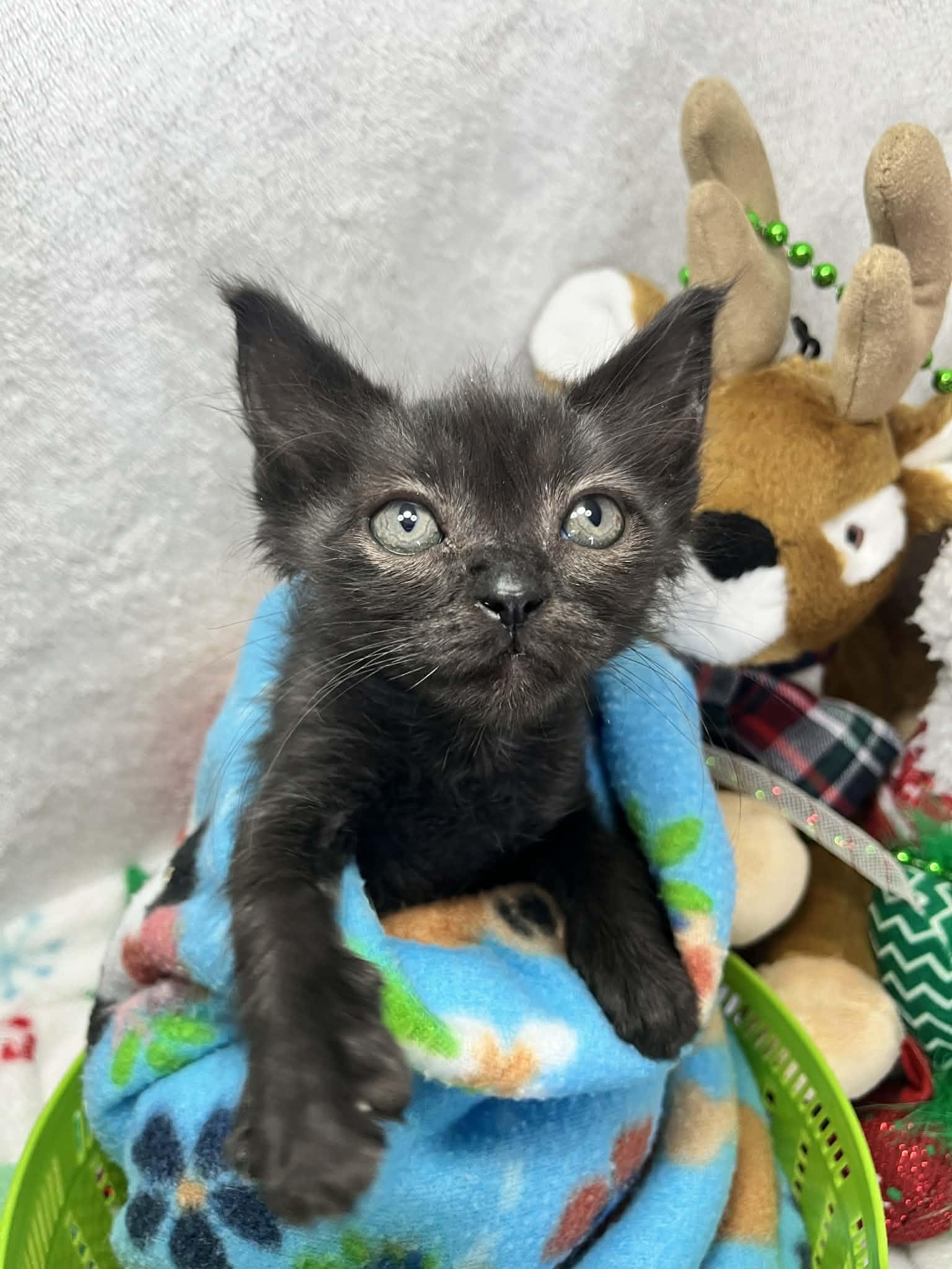 Enlarge Cassius , a ADOPTABLE Domestic Short Hair in Tavares, FL image 1/2