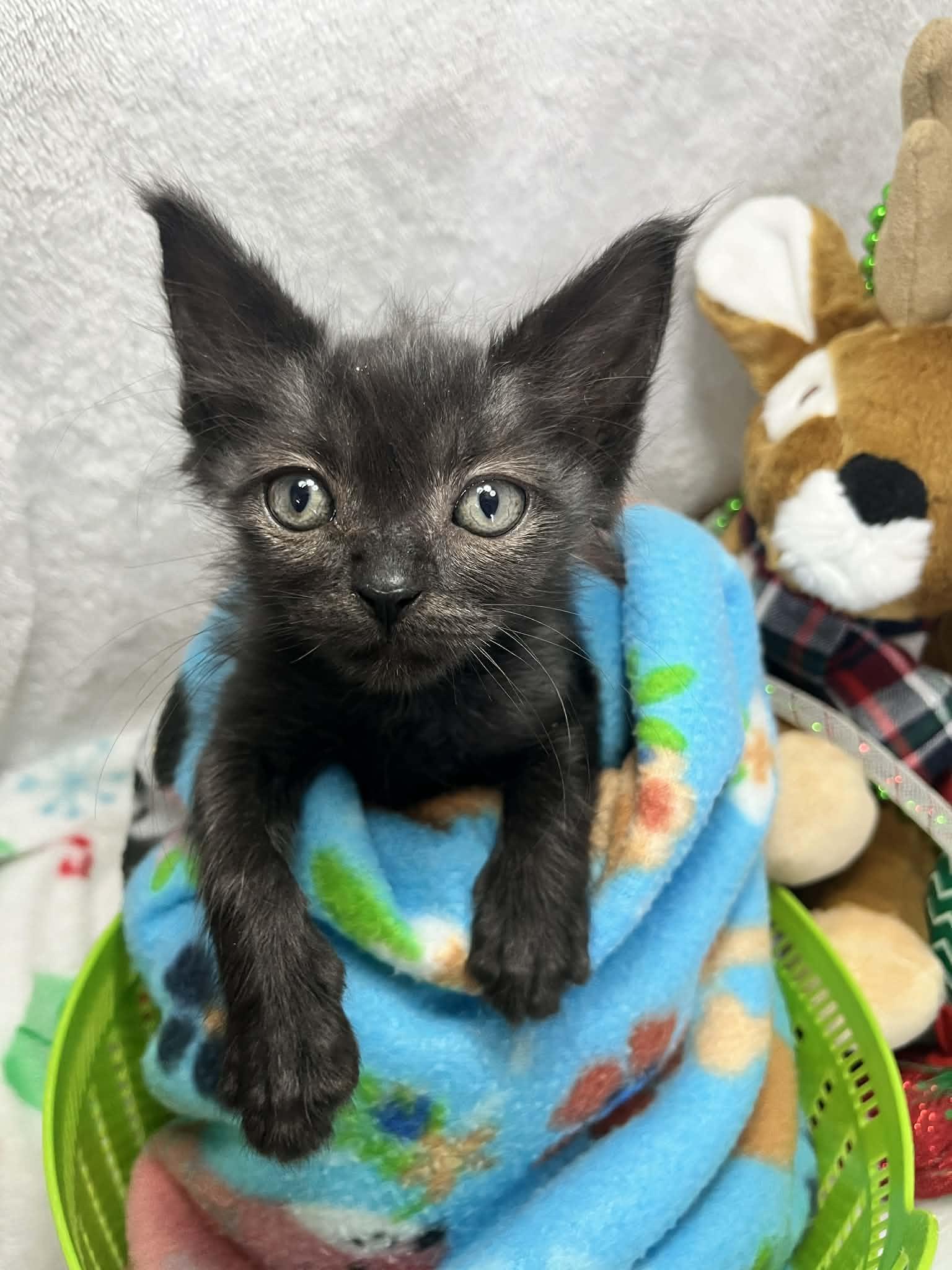 Enlarge Cassius , a ADOPTABLE Domestic Short Hair in Tavares, FL image 2/2