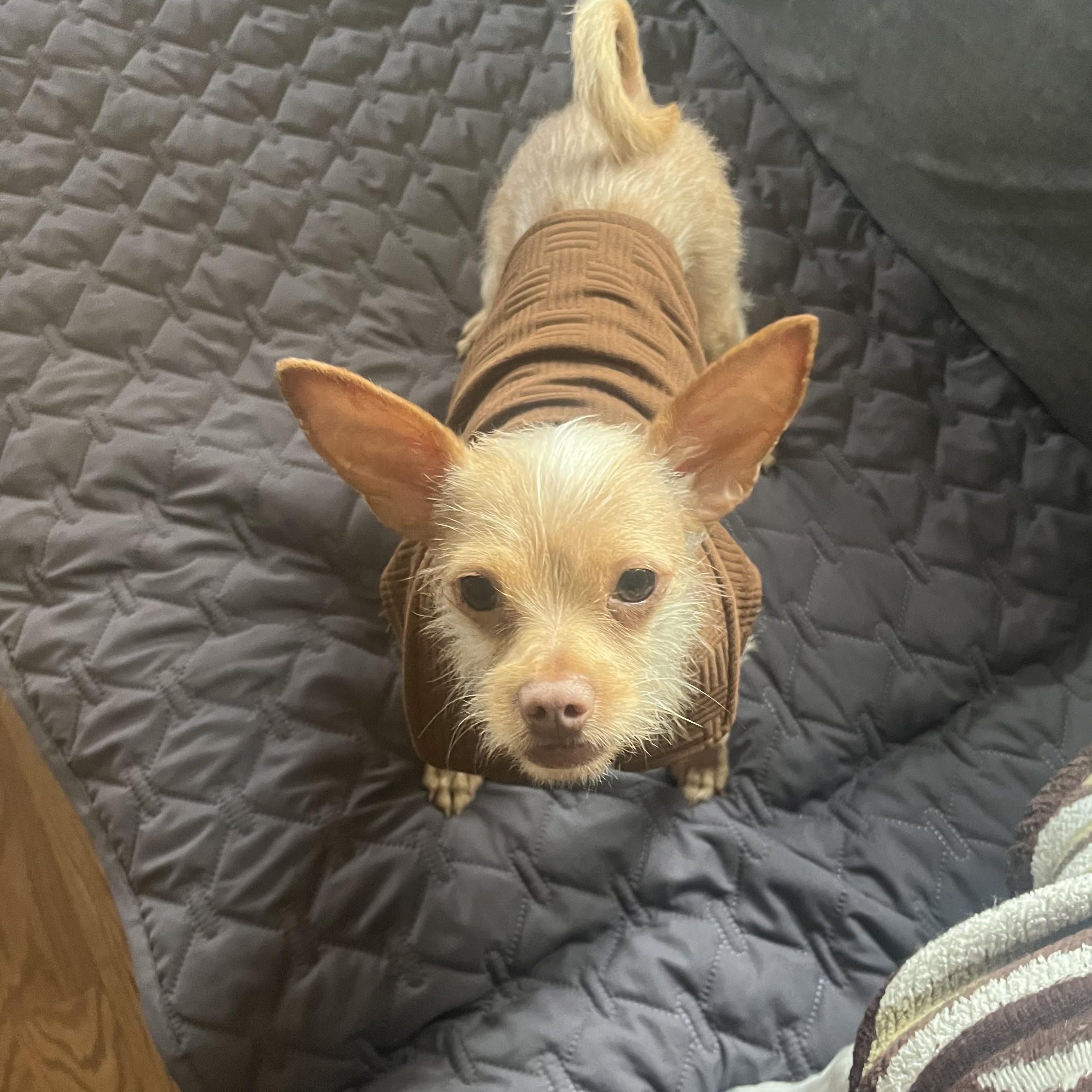 Mochi (and Coco), a Adoptable Terrier in Thousand Oaks, CA image 5/6