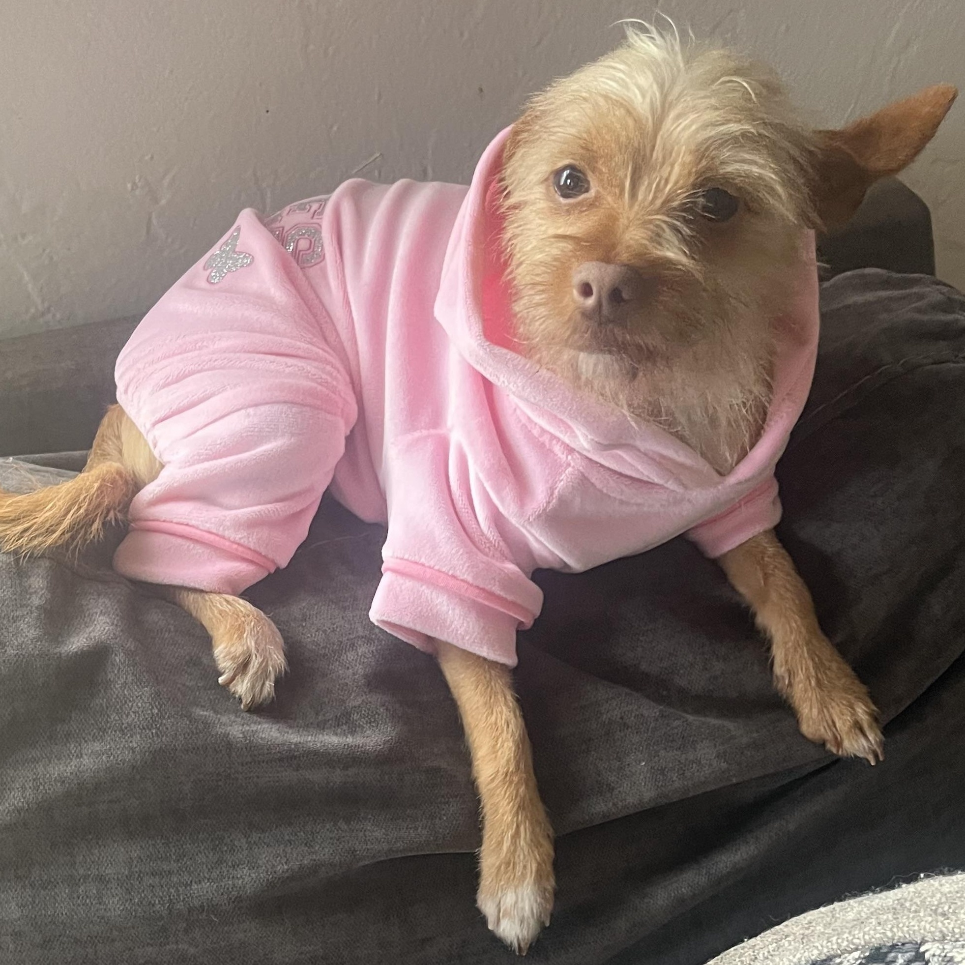 Mochi (and Coco), a Adoptable Terrier in Thousand Oaks, CA image 1/6