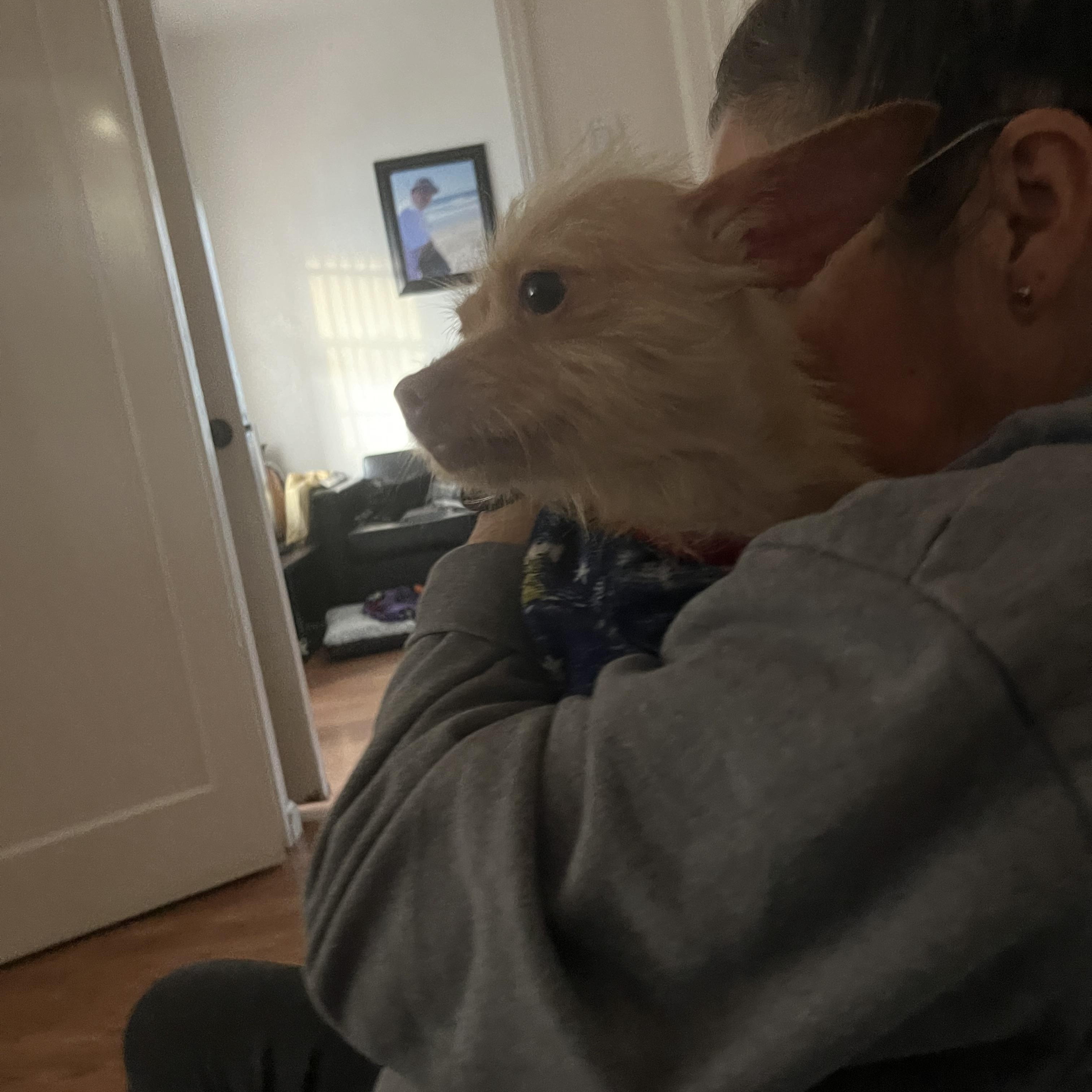 Mochi (and Coco), a Adoptable Terrier in Thousand Oaks, CA image 3/6