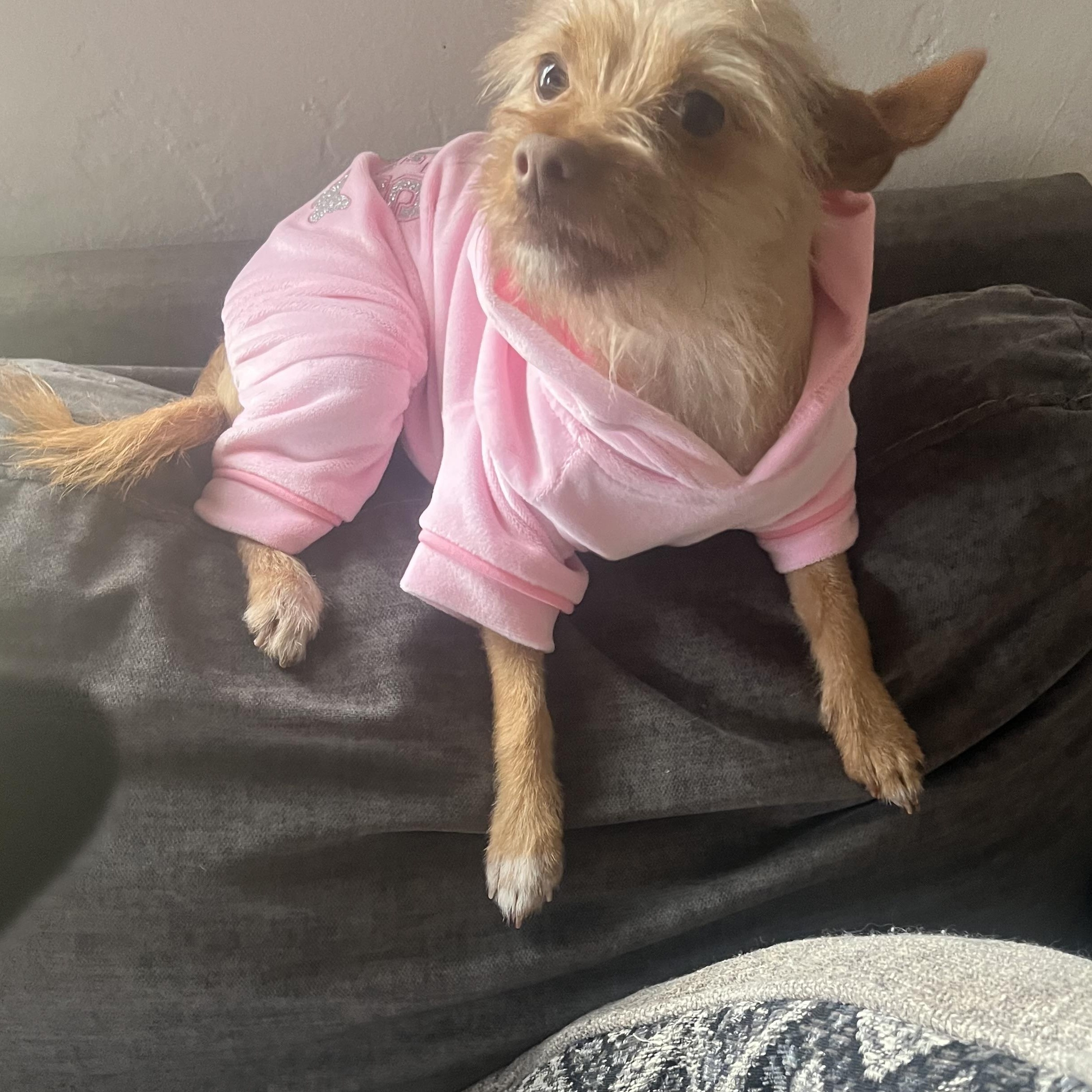 Mochi (and Coco), a Adoptable Terrier in Thousand Oaks, CA image 4/6