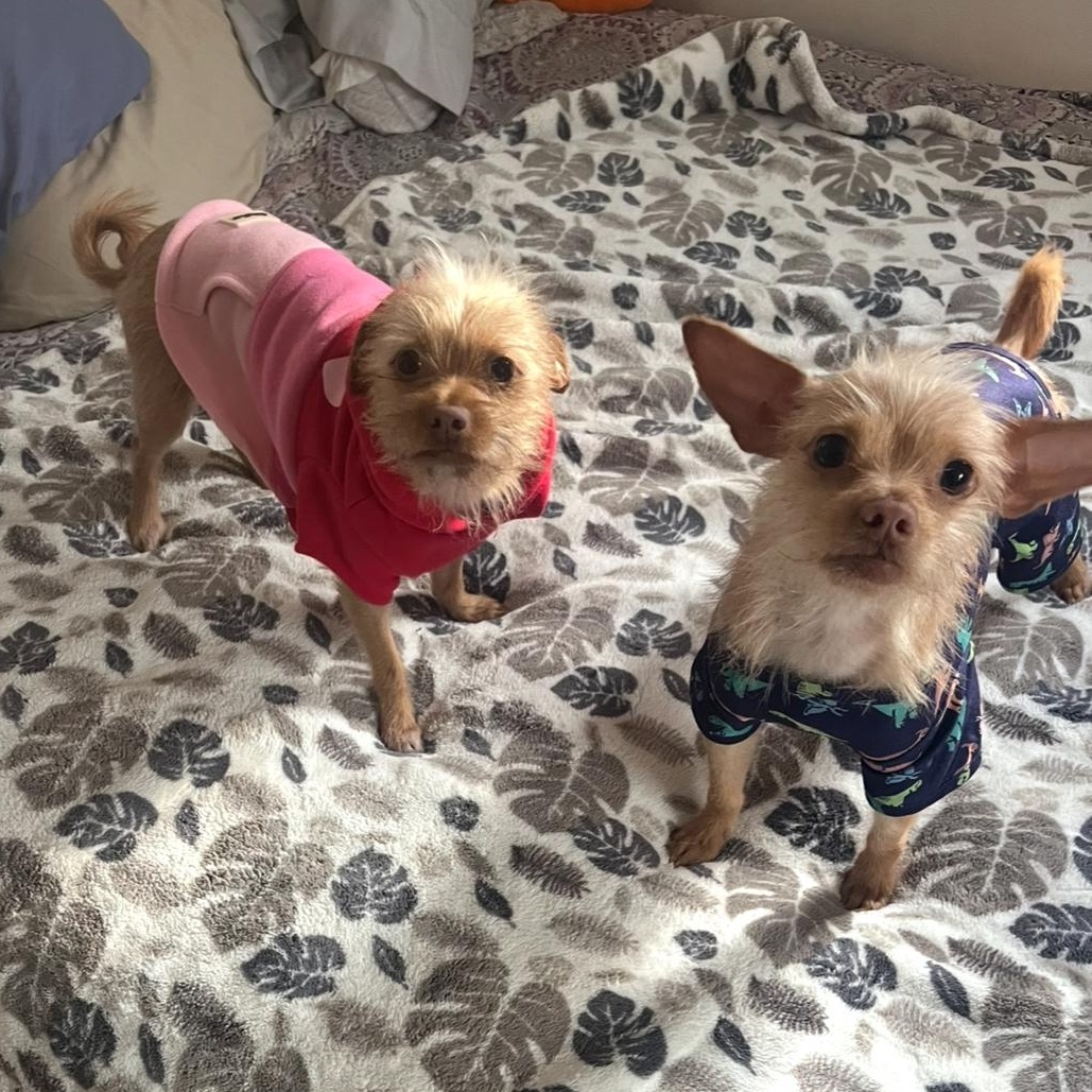 Mochi (and Coco), a Adoptable Terrier in Thousand Oaks, CA image 2/6