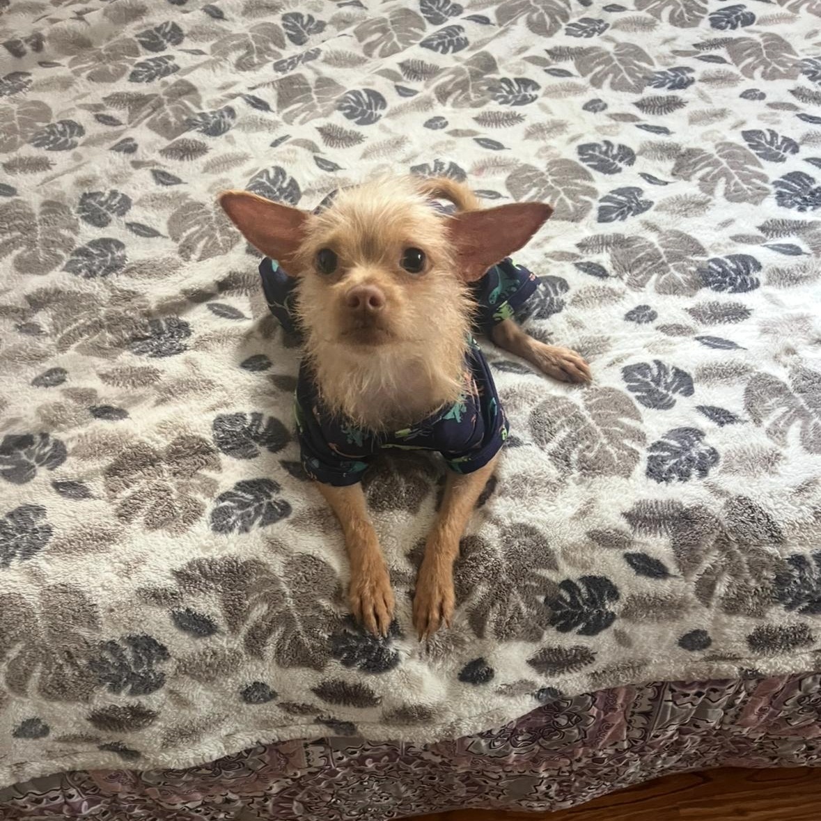 Mochi (and Coco), a Adoptable Terrier in Thousand Oaks, CA image 6/6