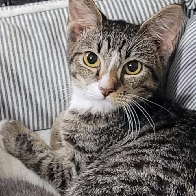 Pickles, Adoptable, Young Male Domestic Short Hair.