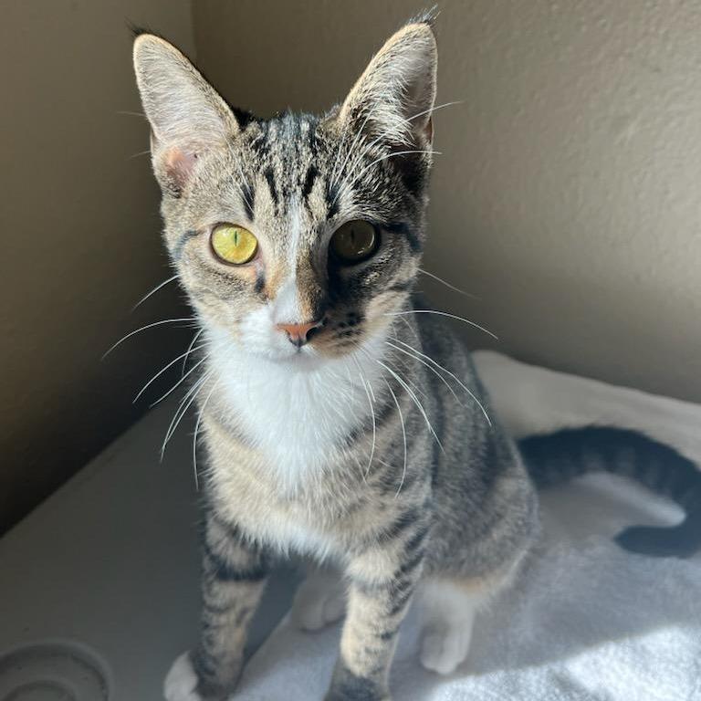 Enlarge Pickles, a Adoptable Domestic Short Hair in Coos Bay, OR image 2/4