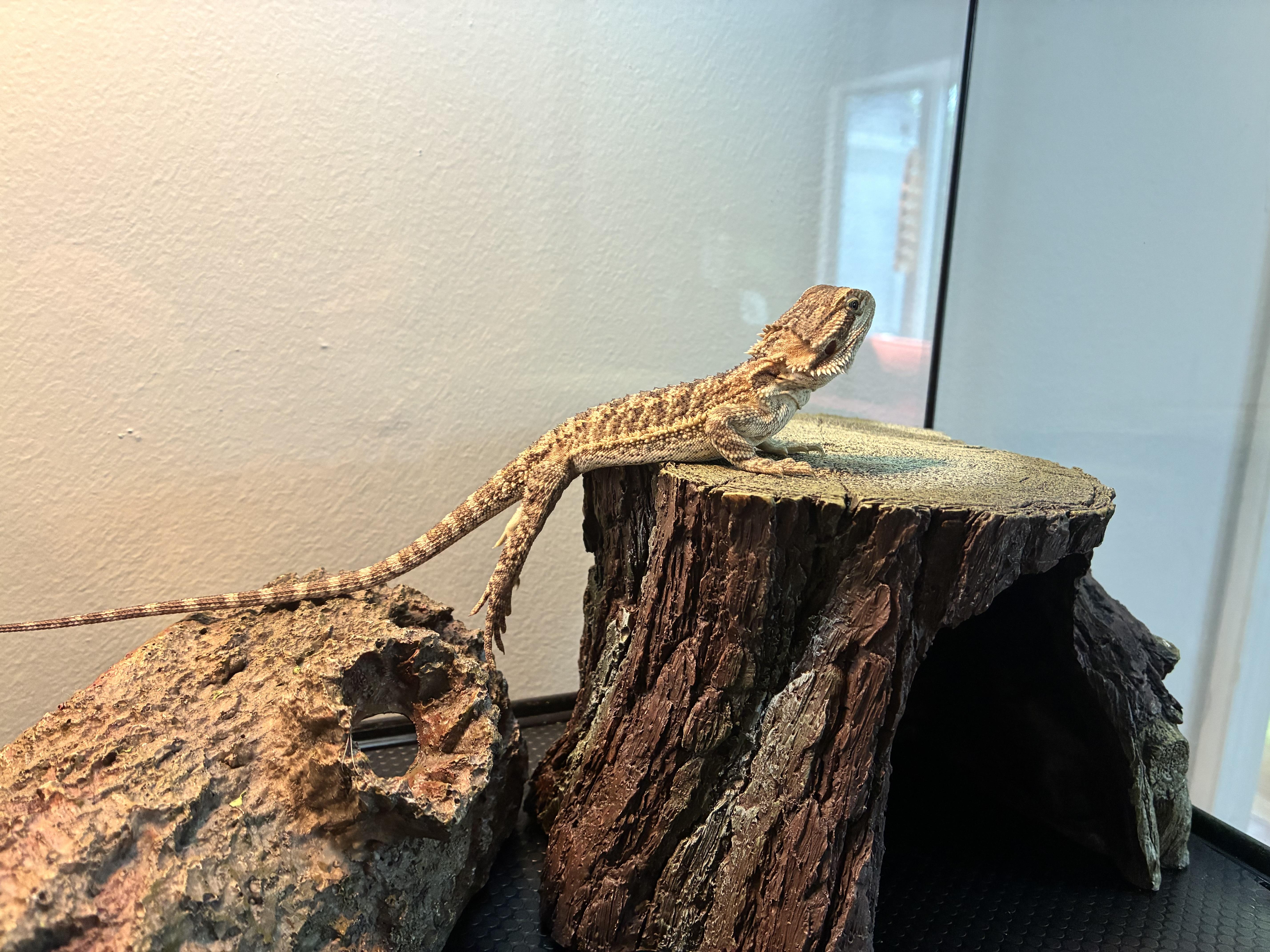 Enlarge Lavender, a ADOPTABLE Bearded Dragon in JACKSON, NJ image 2/4