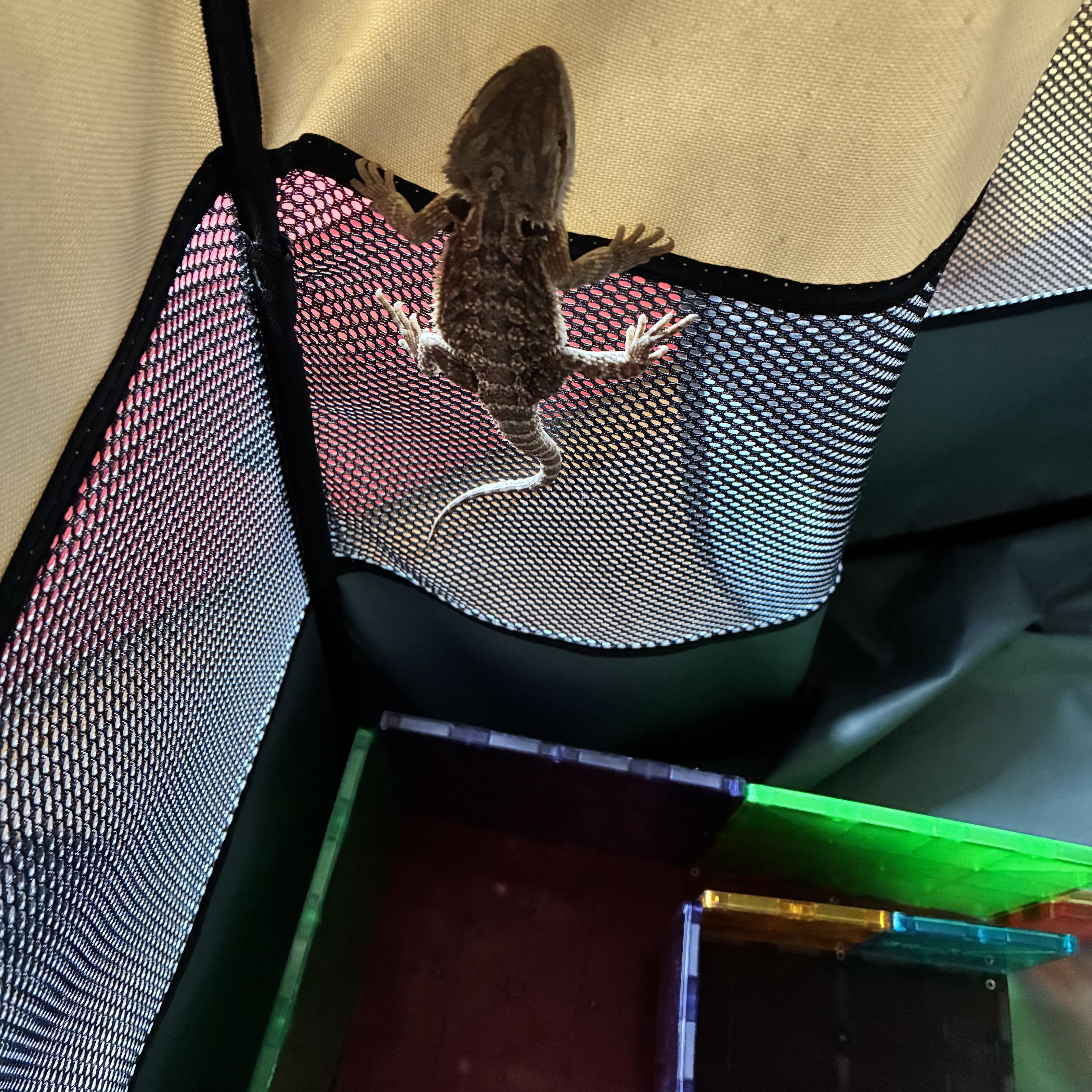 Enlarge Lavender, a ADOPTABLE Bearded Dragon in JACKSON, NJ image 3/4