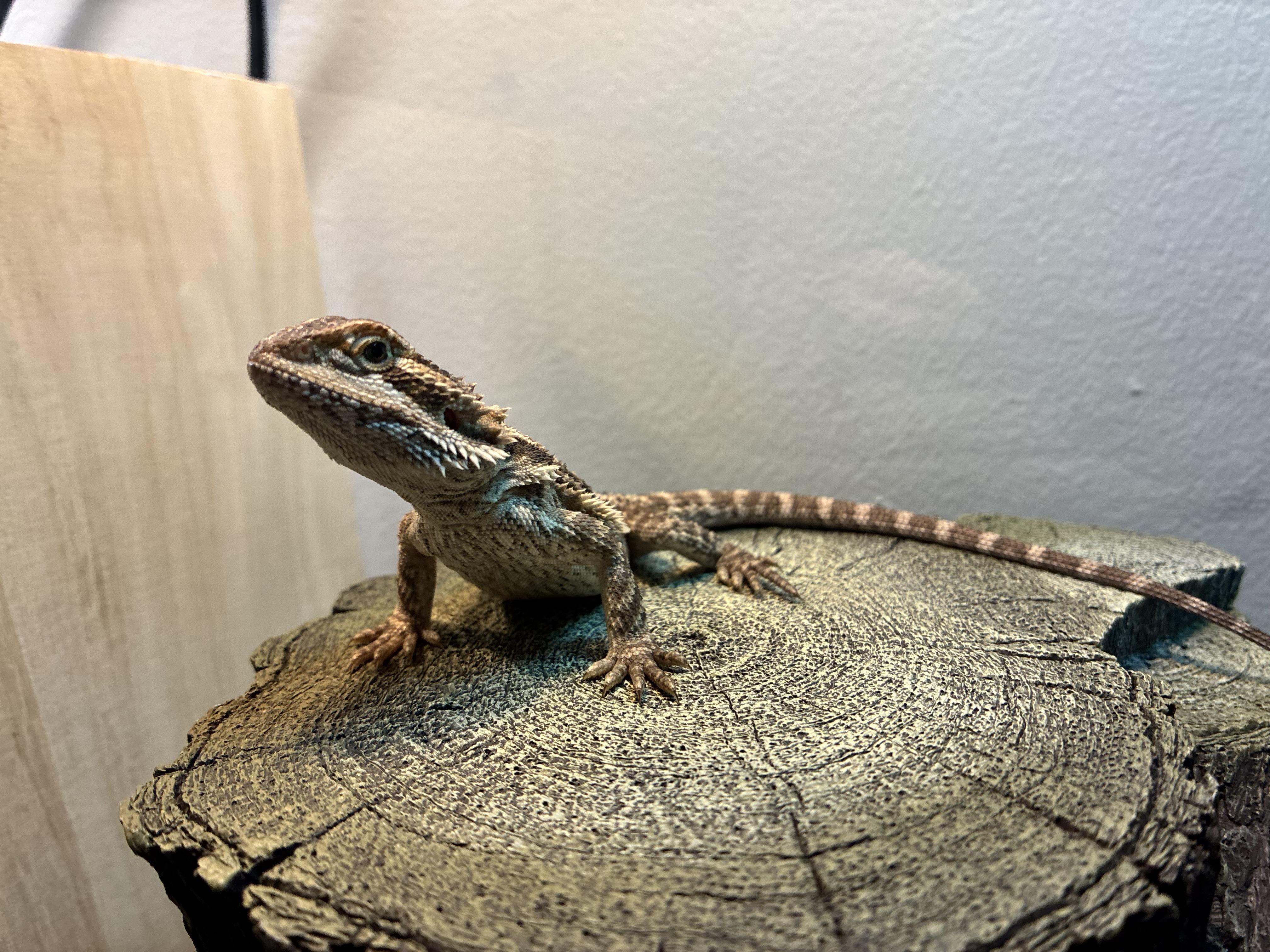 Lavender, ADOPTABLE, Baby Unknown Bearded Dragon.